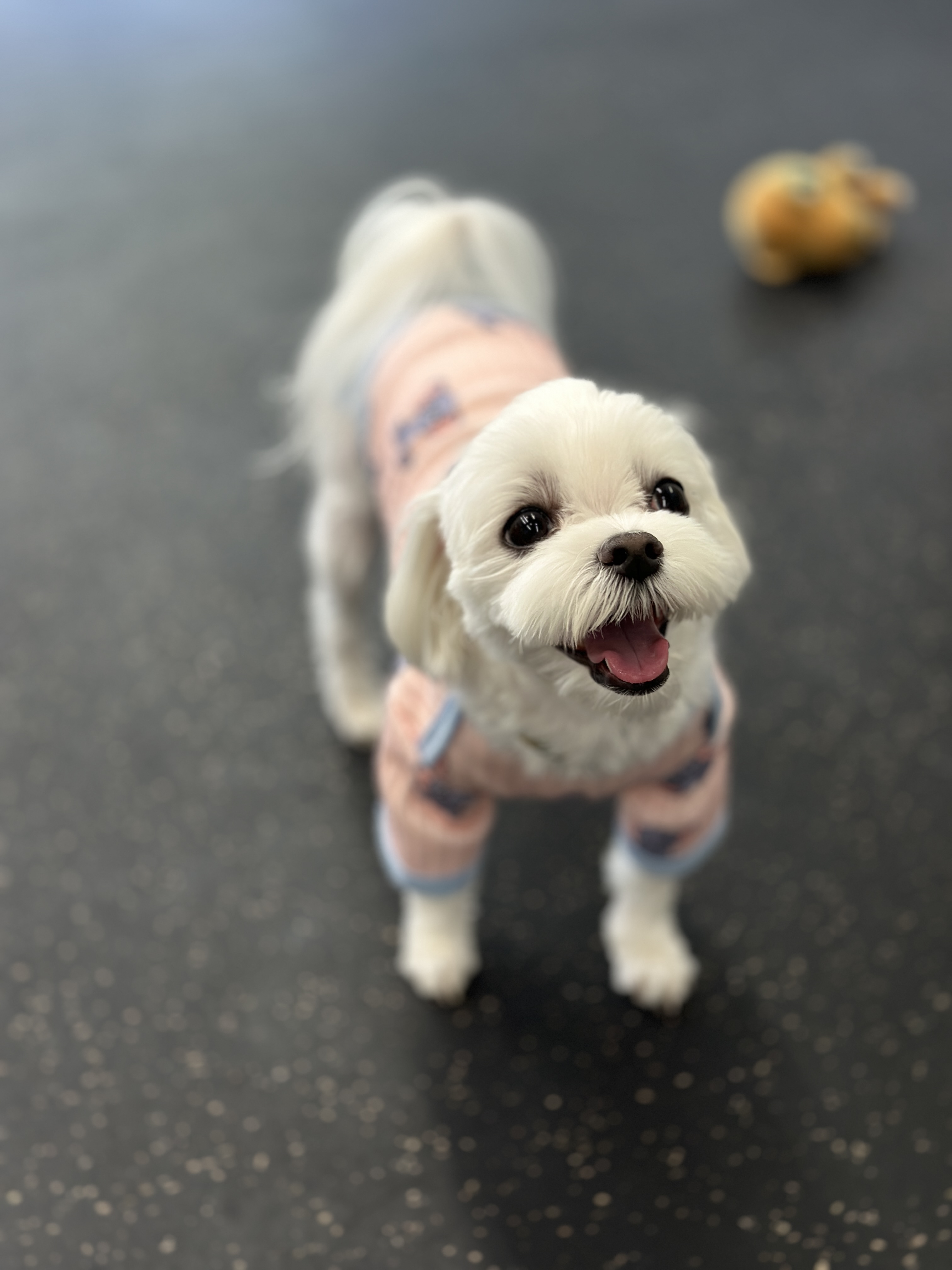 피카부 대표 이미지