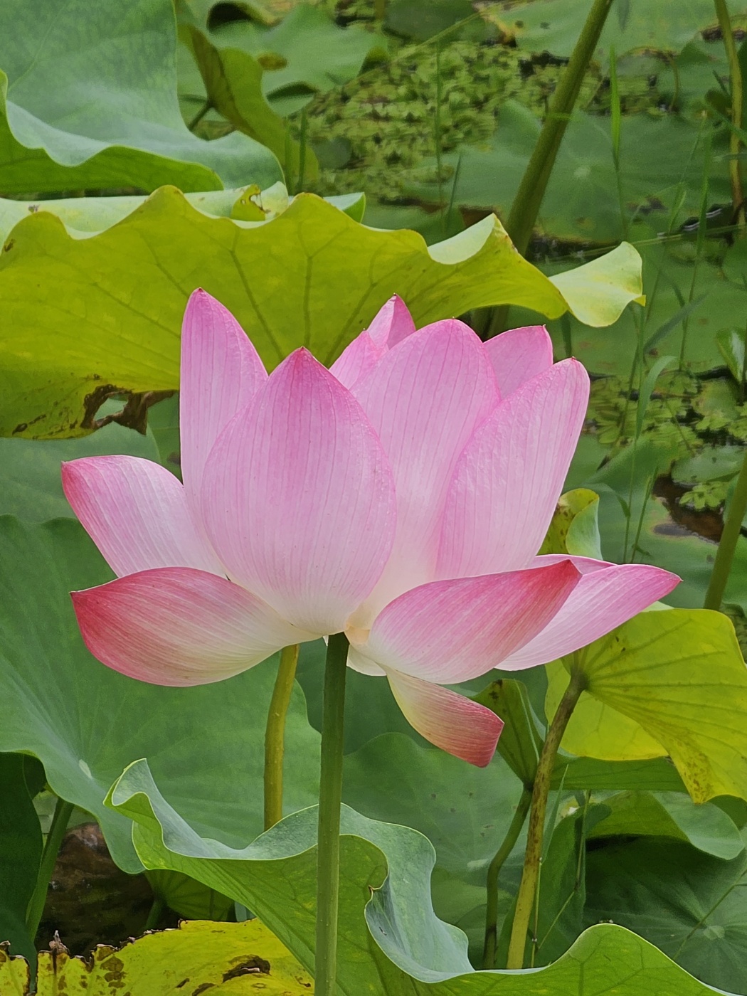 배종철법무사사무소
