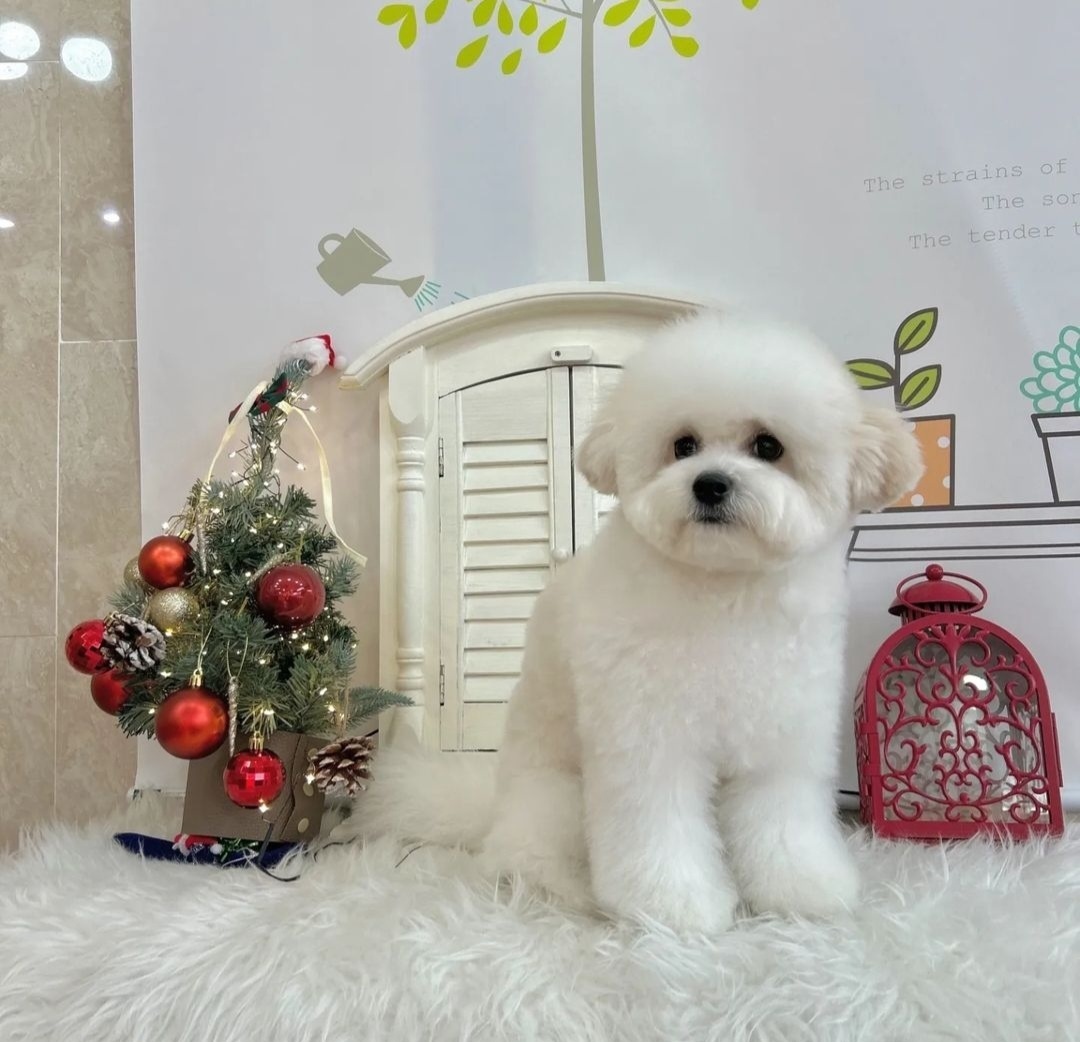 강아지친구 대표 이미지