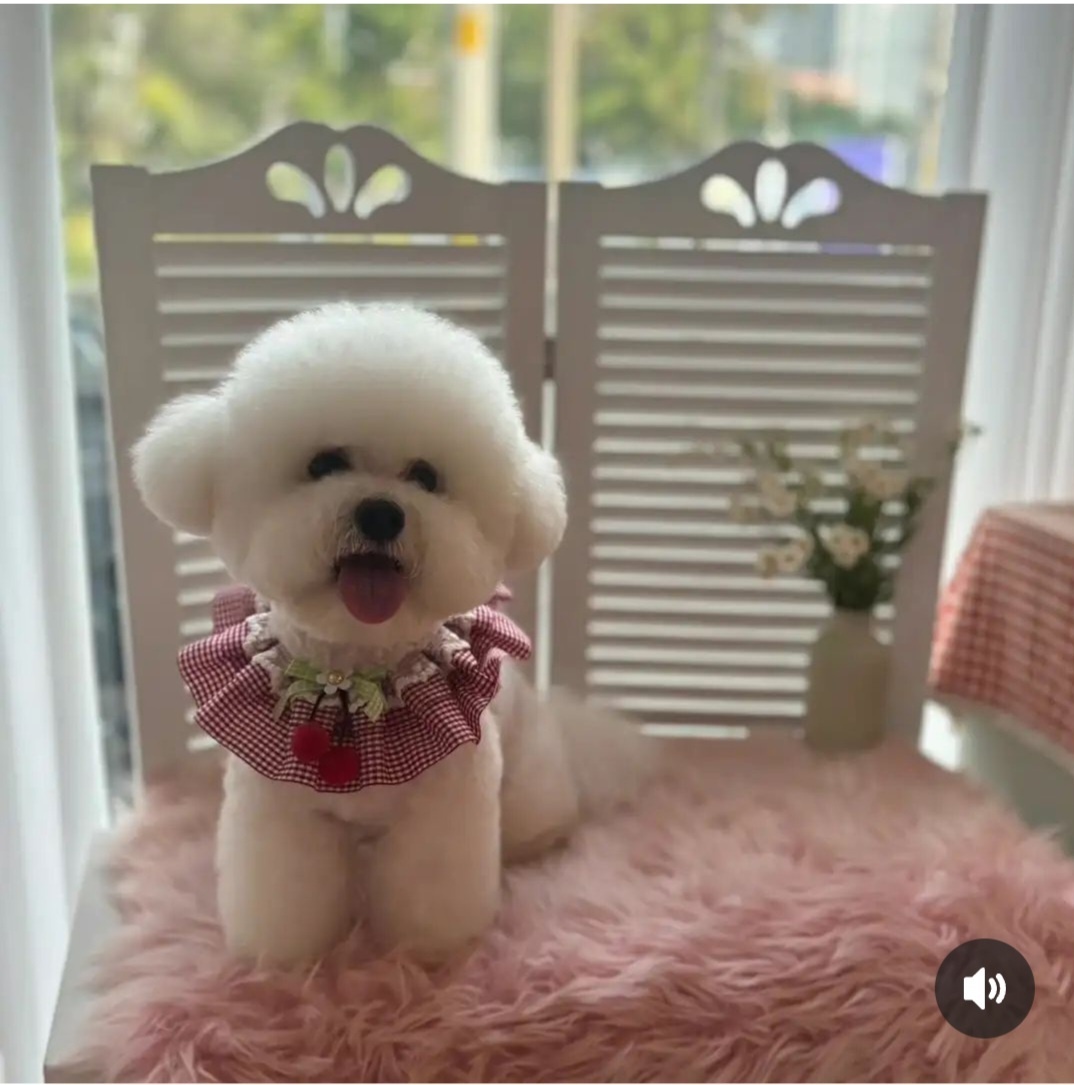 강아지친구 대표 이미지