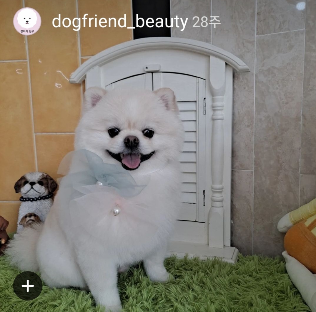 강아지친구 대표 이미지