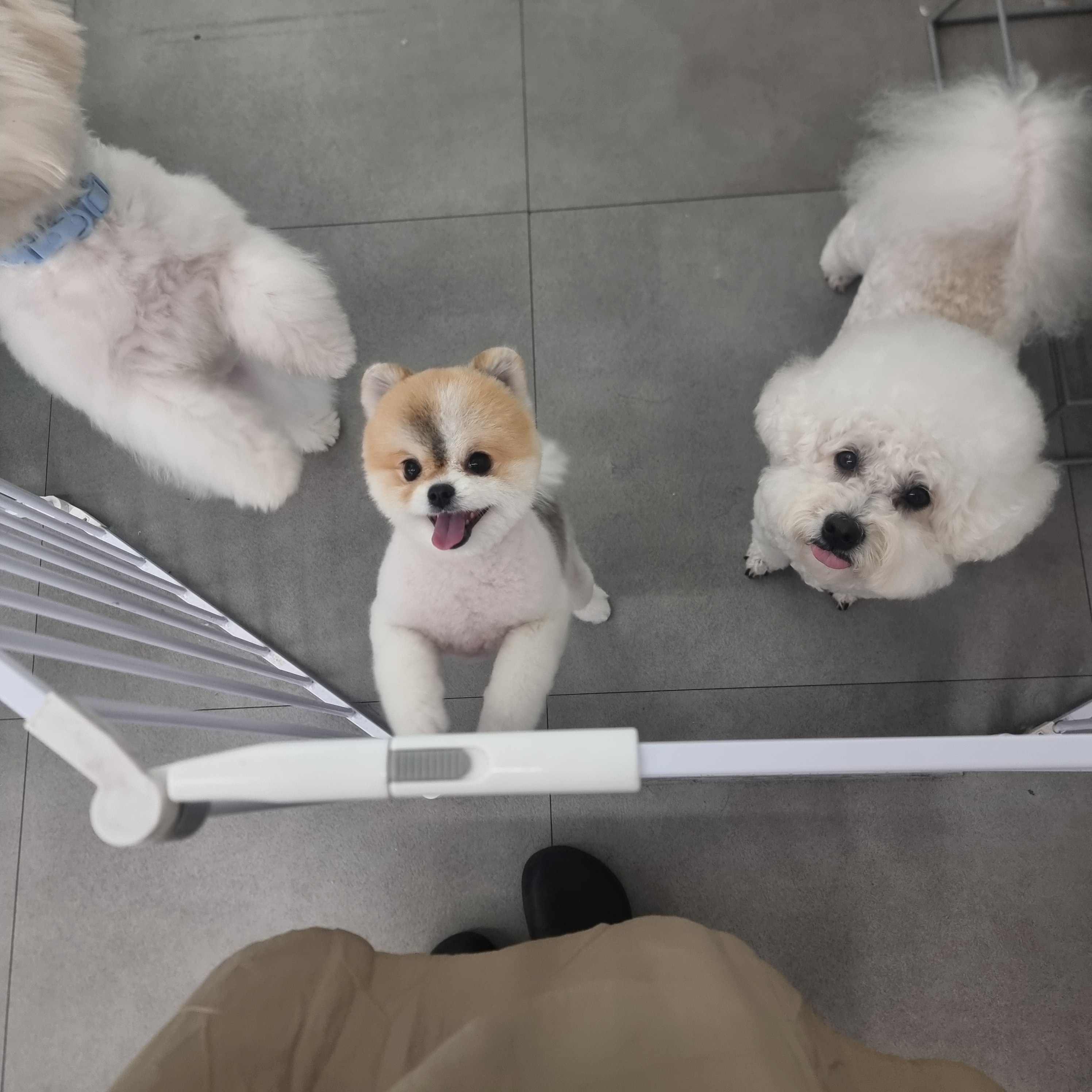 도기도기 대표 이미지