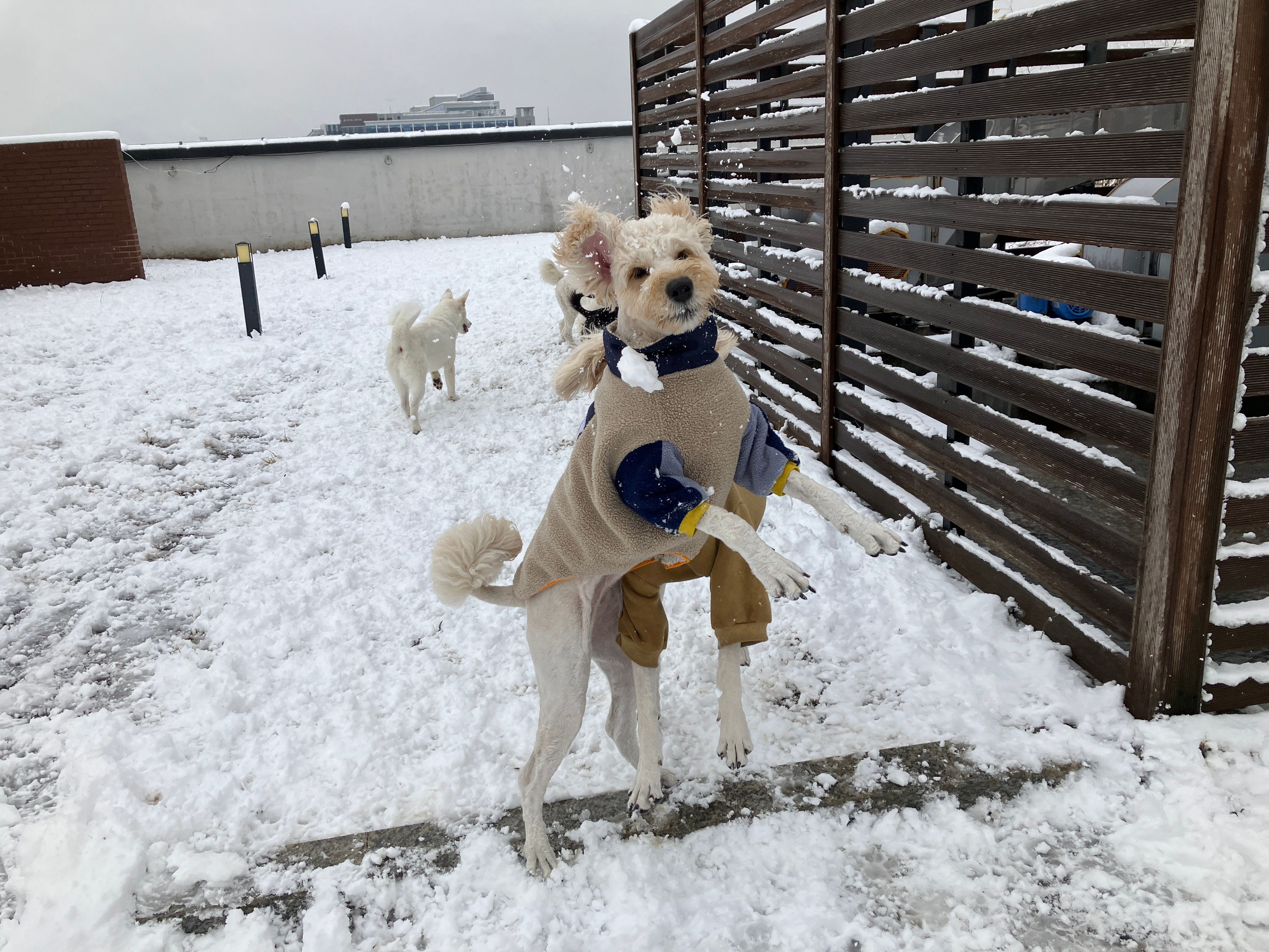 해피독 대표 이미지