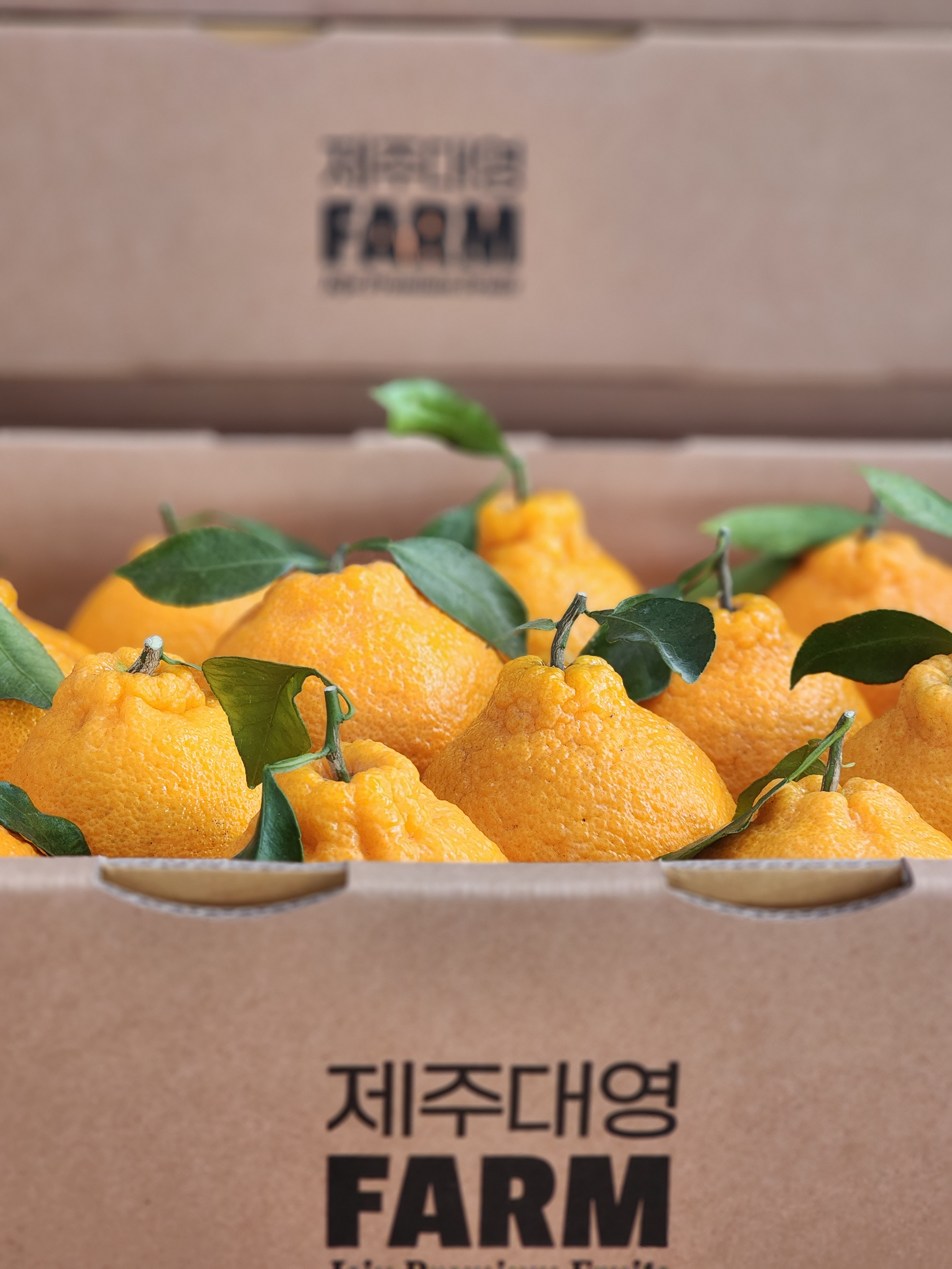제주대영Farm
