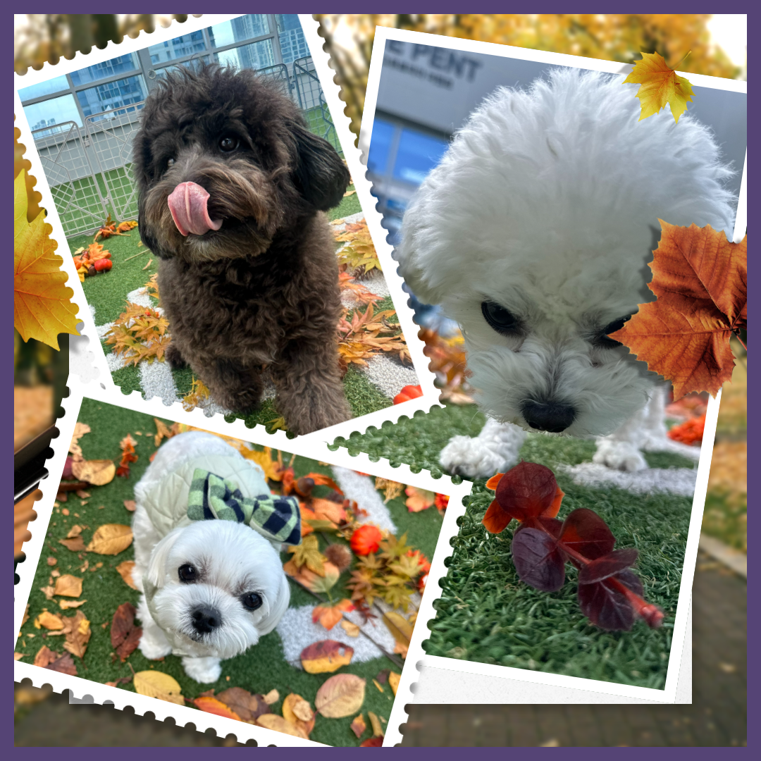 도그유토피아 대표 이미지