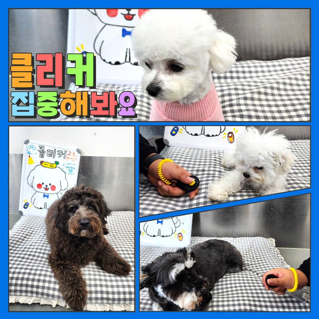 도그유토피아 대표 이미지