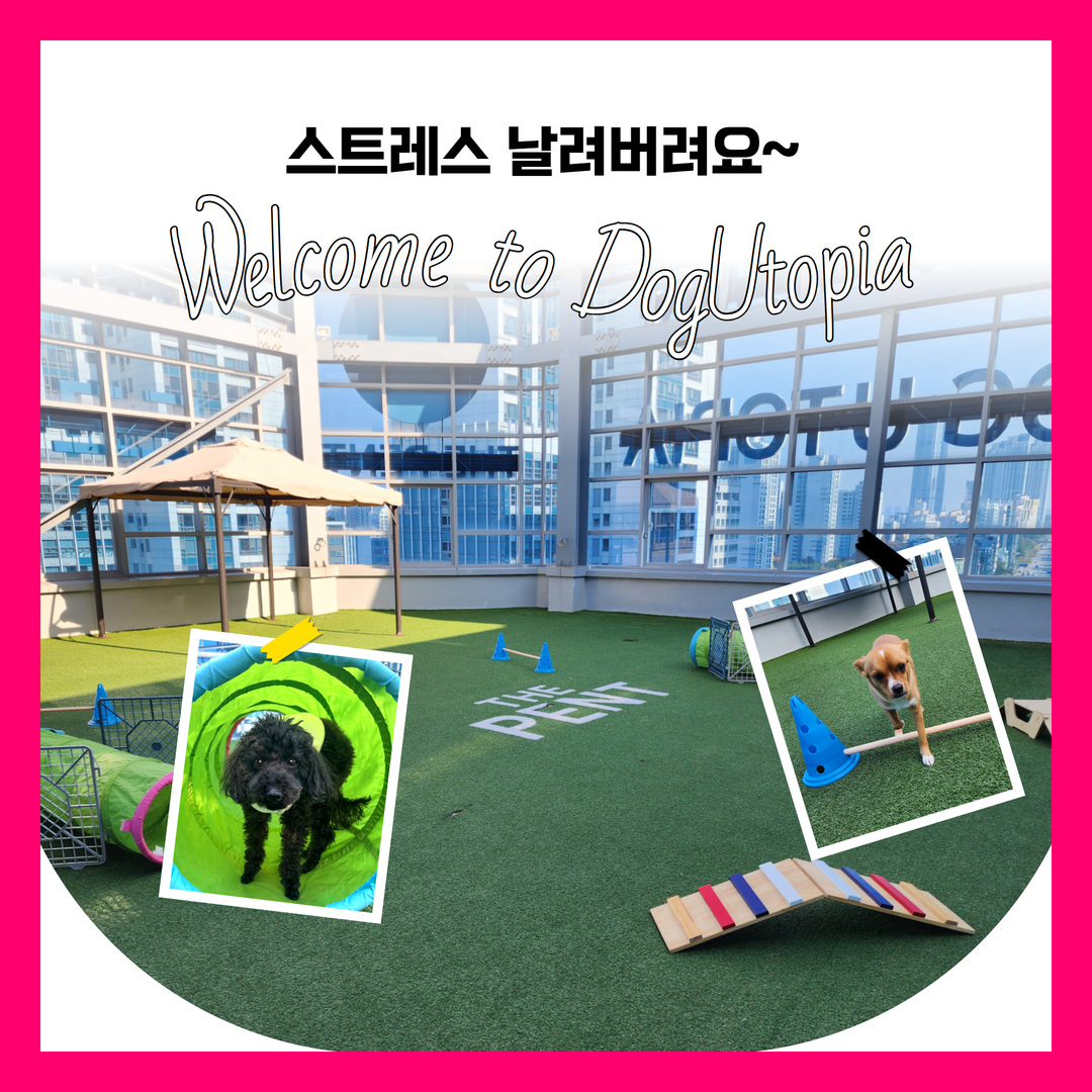 도그유토피아 애견호텔 대표 이미지