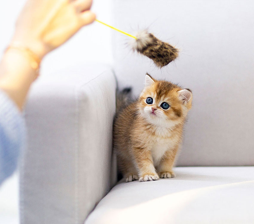 유앤미펫 인천본점 대표 이미지 (고양이)