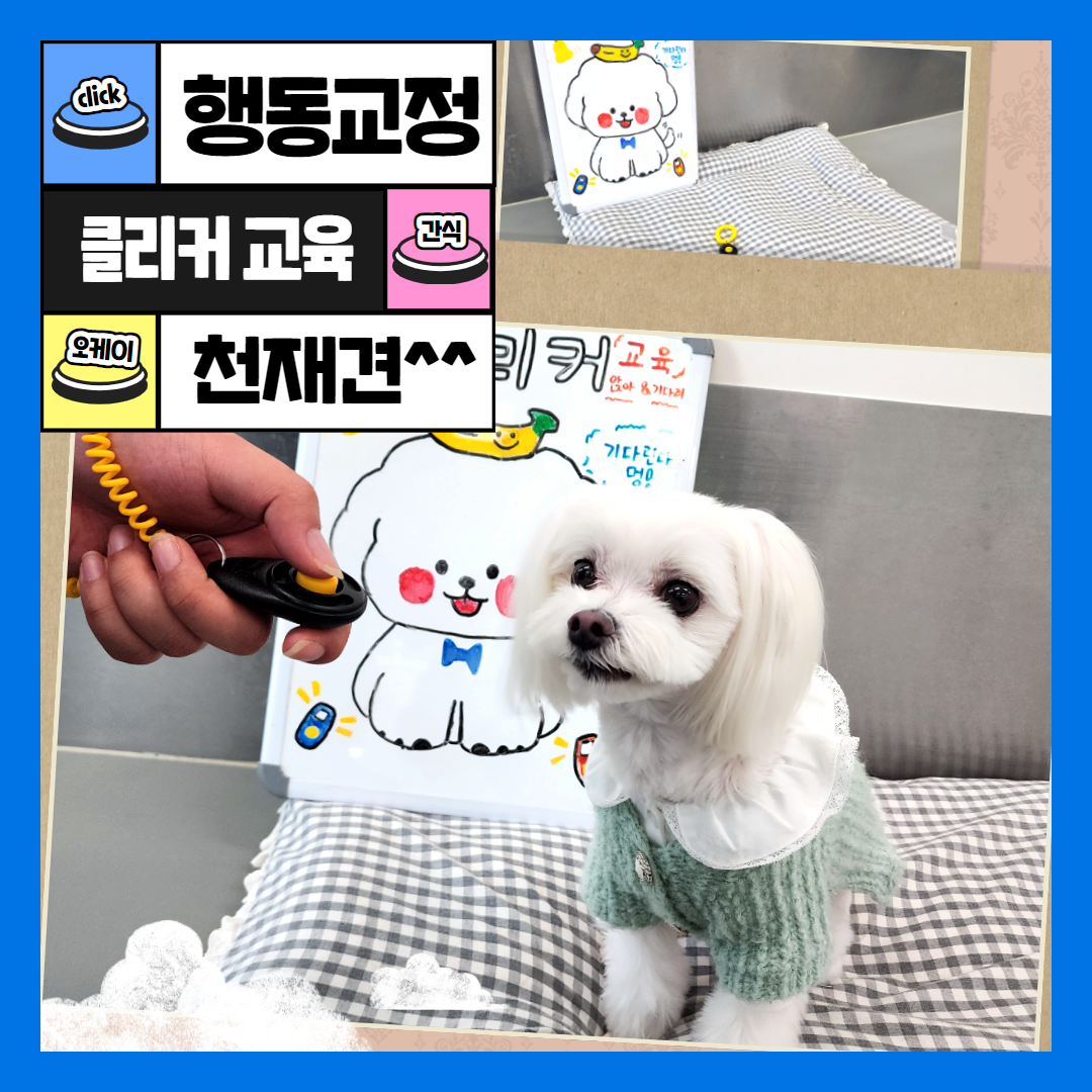 도그유토피아 대표 이미지