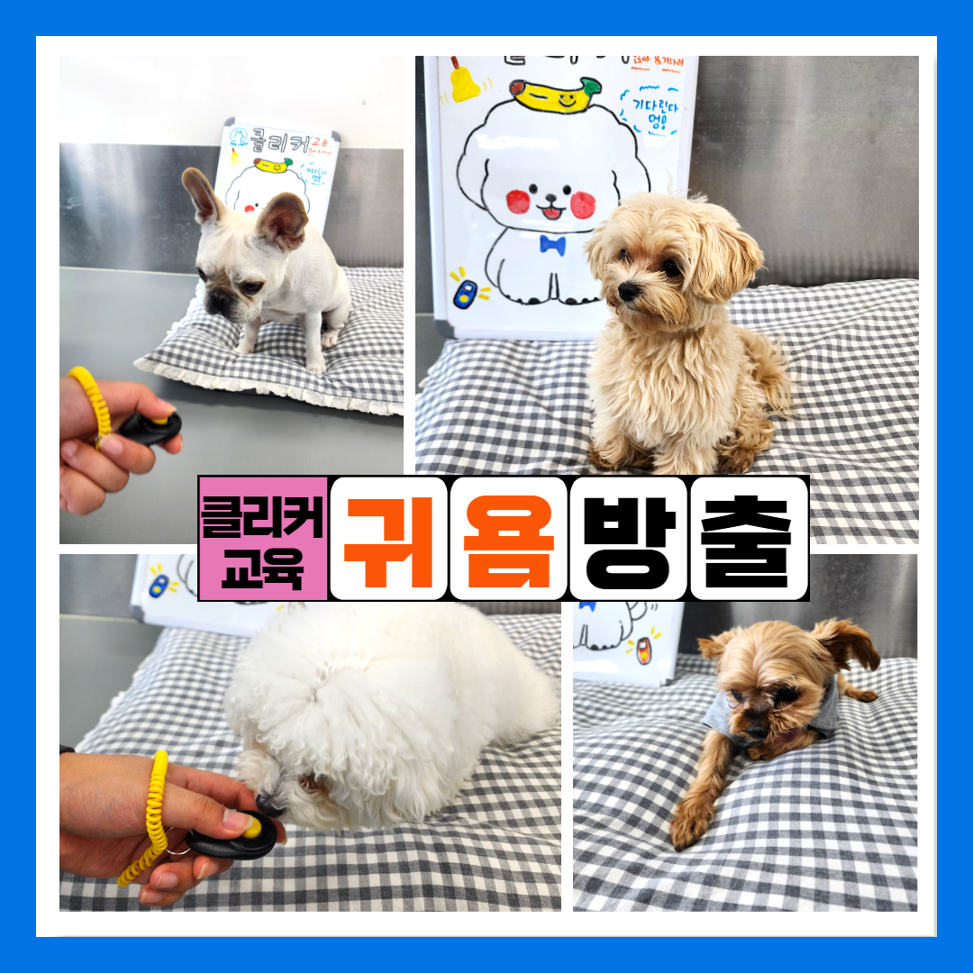 도그유토피아 대표 이미지