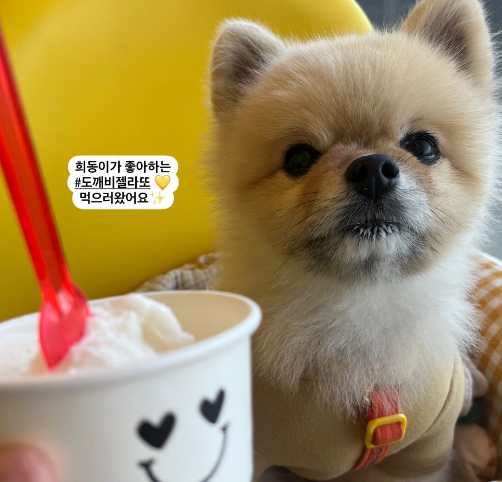 도깨비젤라또