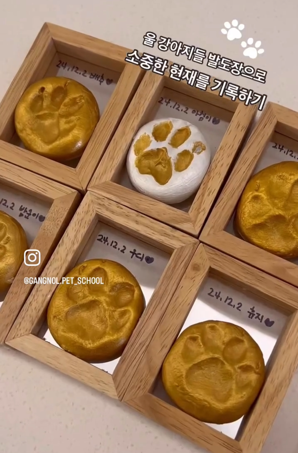 강놀애견유치원 대표 이미지