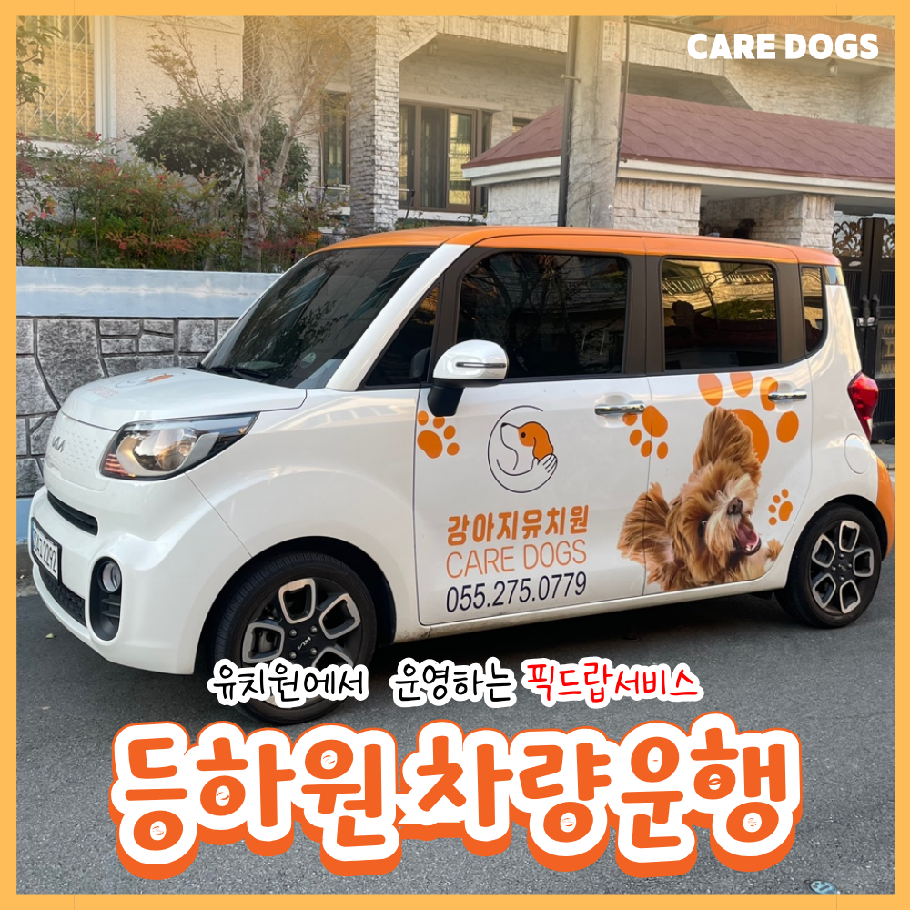 케어독스 강아지유치원 대표 이미지