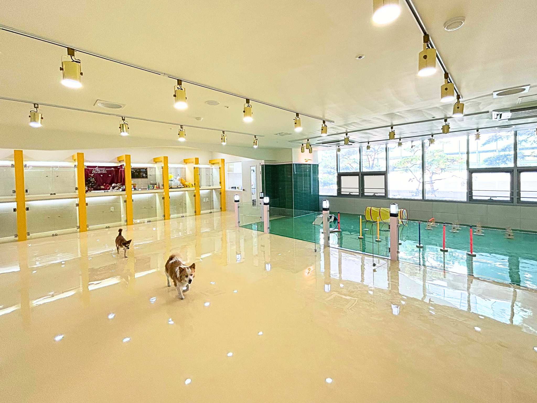 펫대손손 애견유치원&호텔 대표 이미지