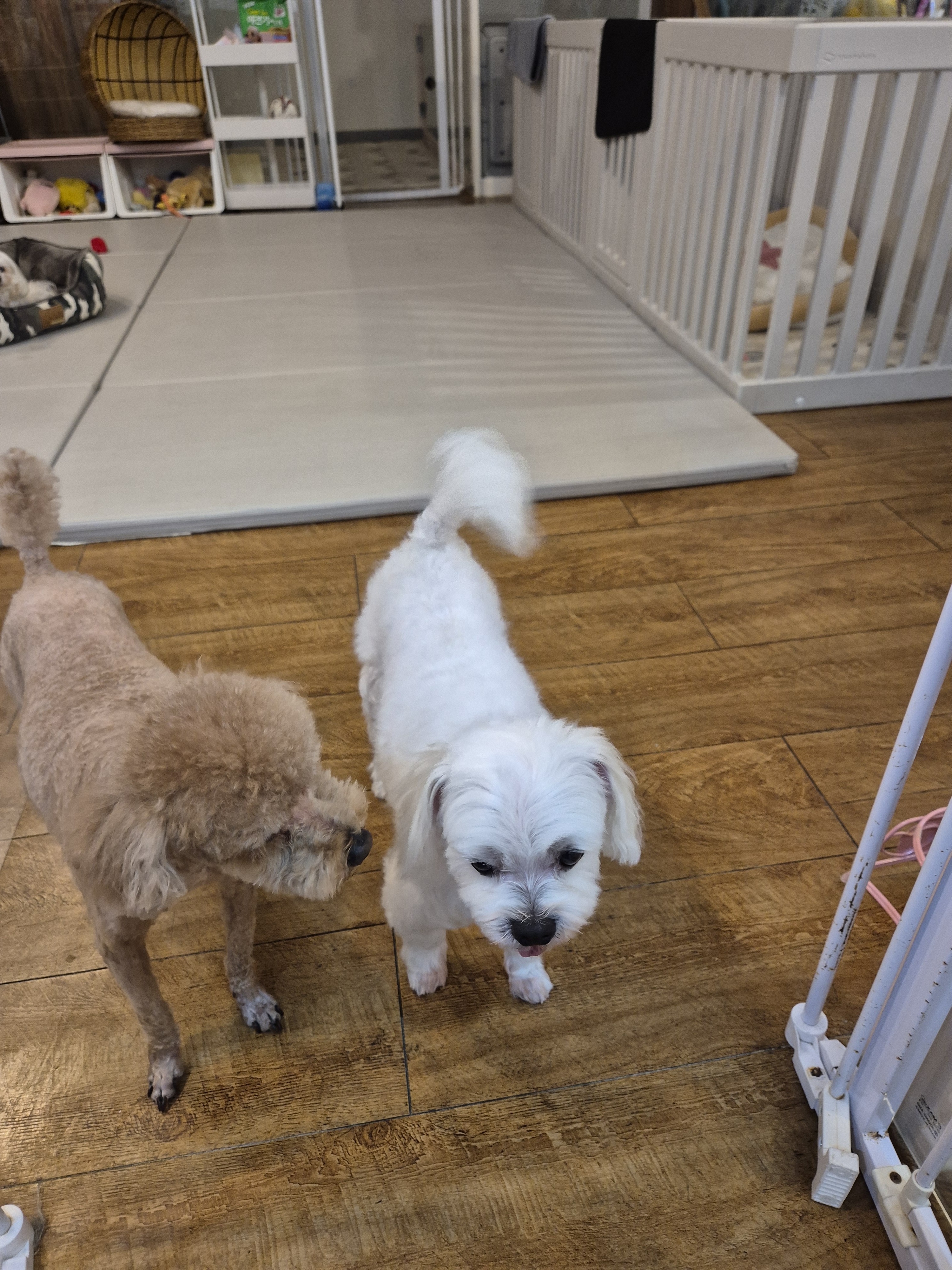 doggie 대표 이미지