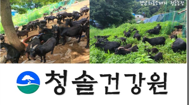 청솔건강원
