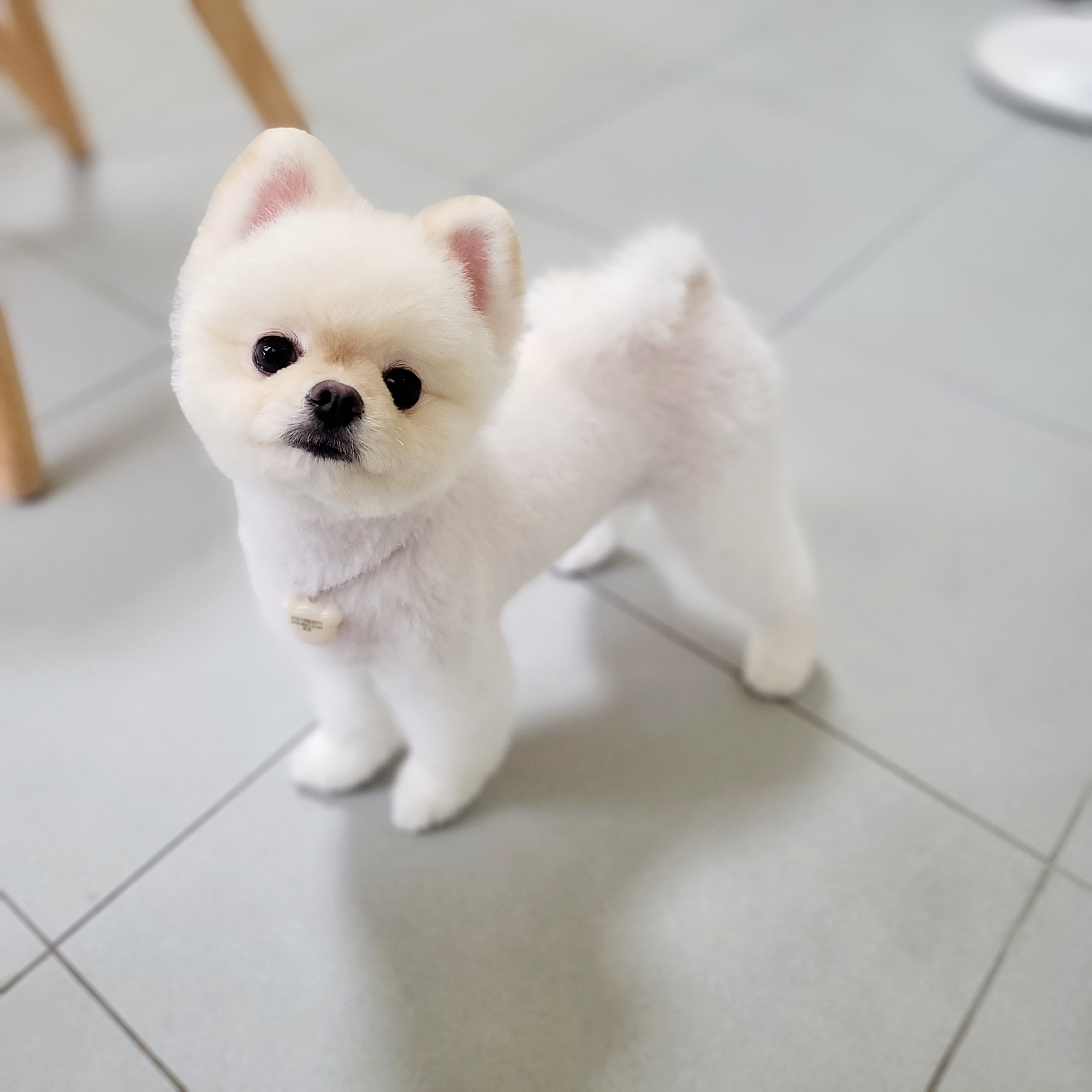 그루밍독스 대표 이미지