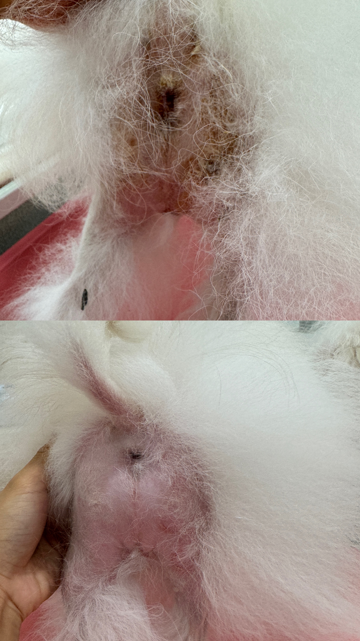 문퍼피 강아지 미용실 대표 이미지
