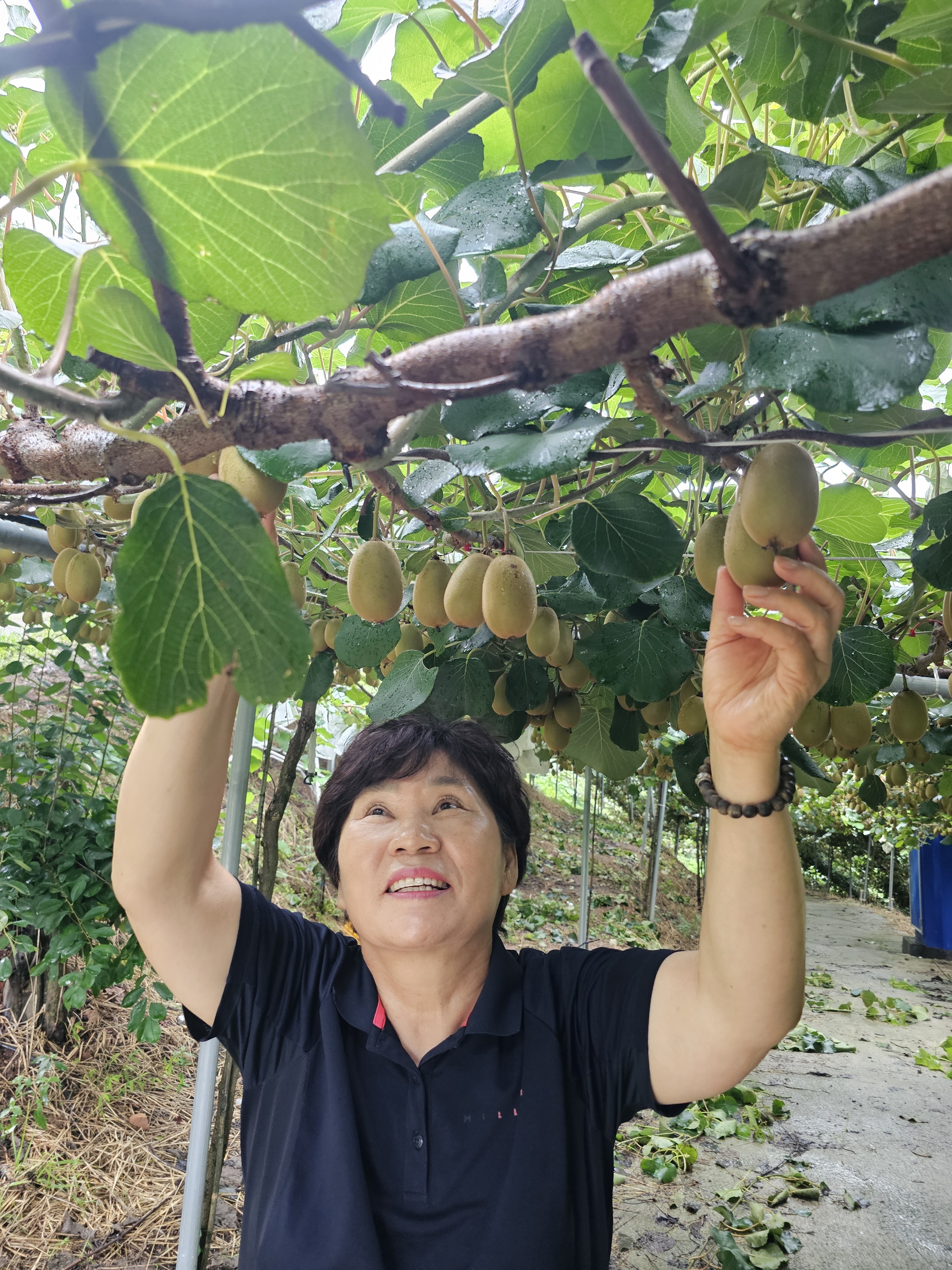 서아키위농원