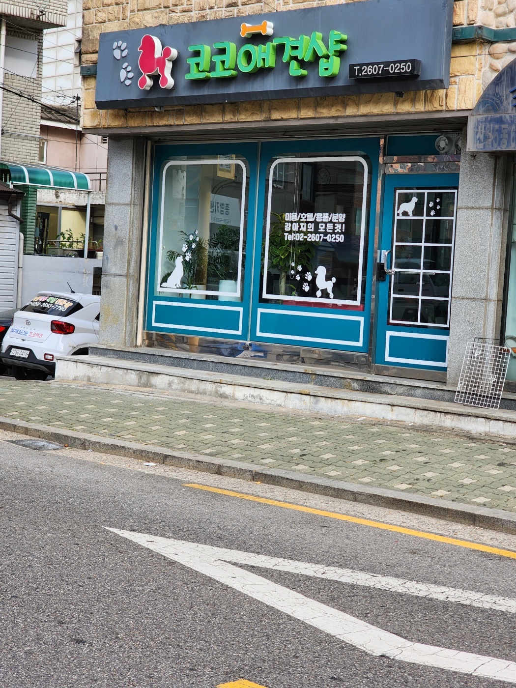 코코애견샵 대표 이미지