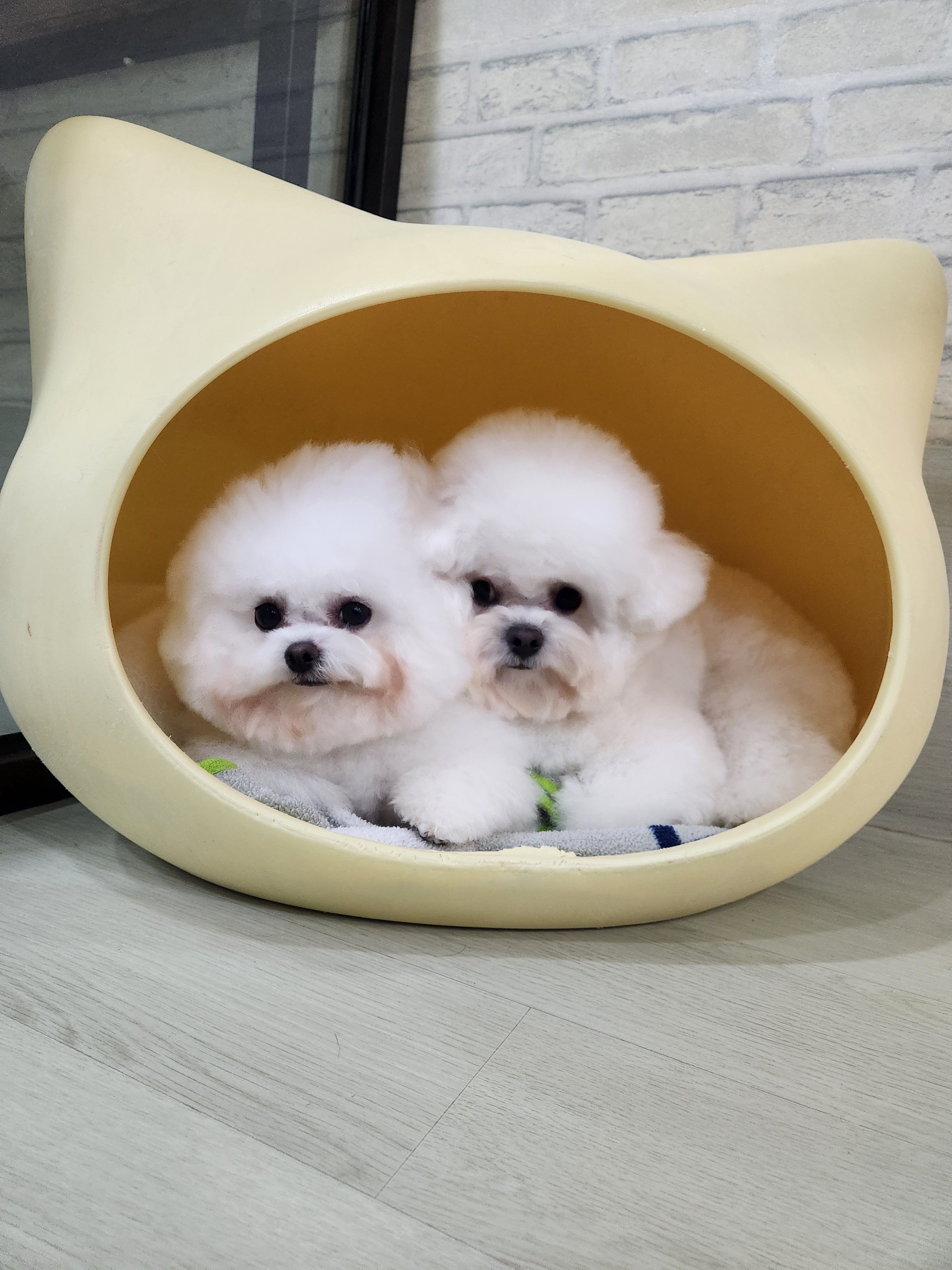 아지케어 대표 이미지