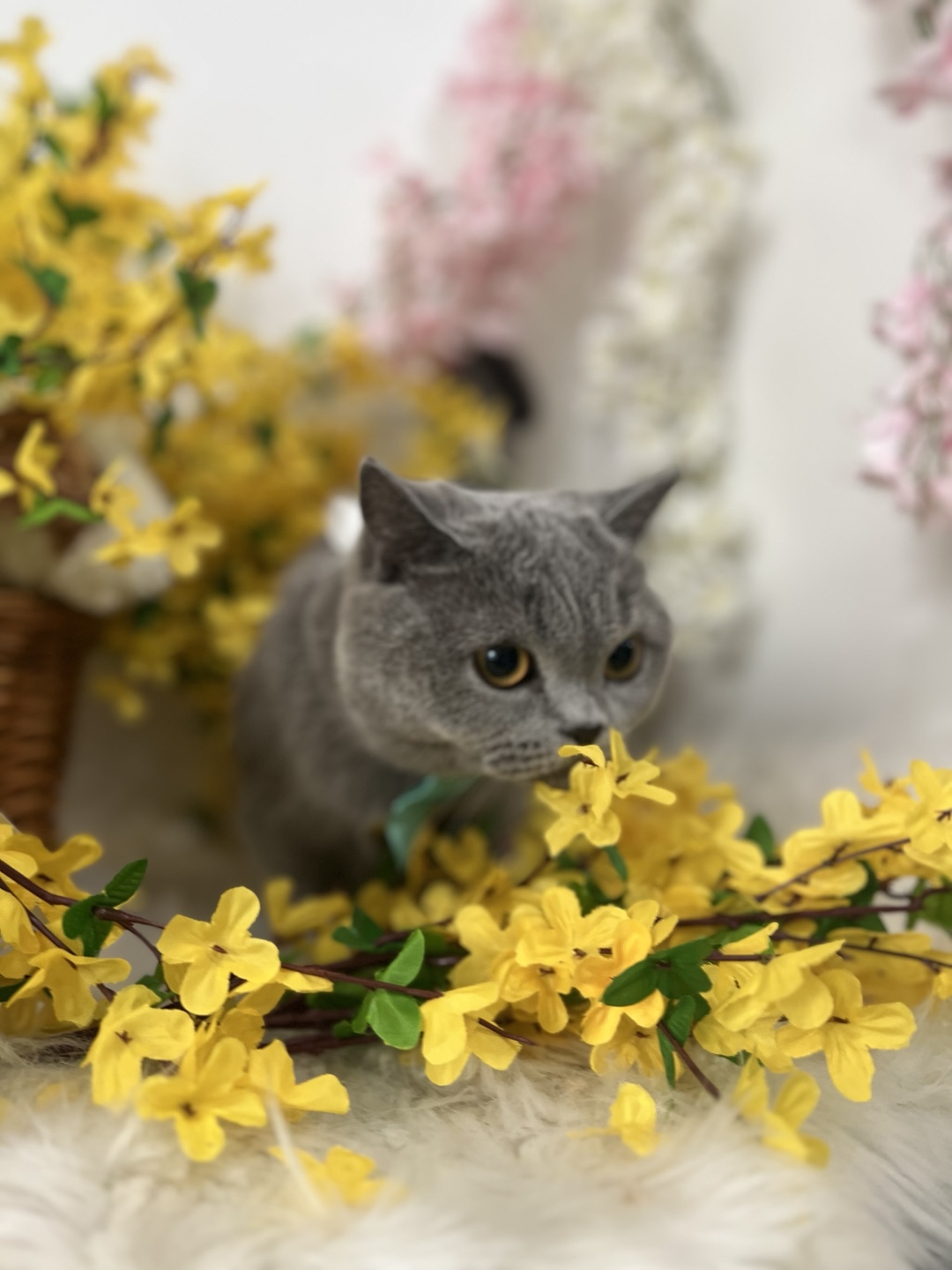 아지케어 대표 이미지