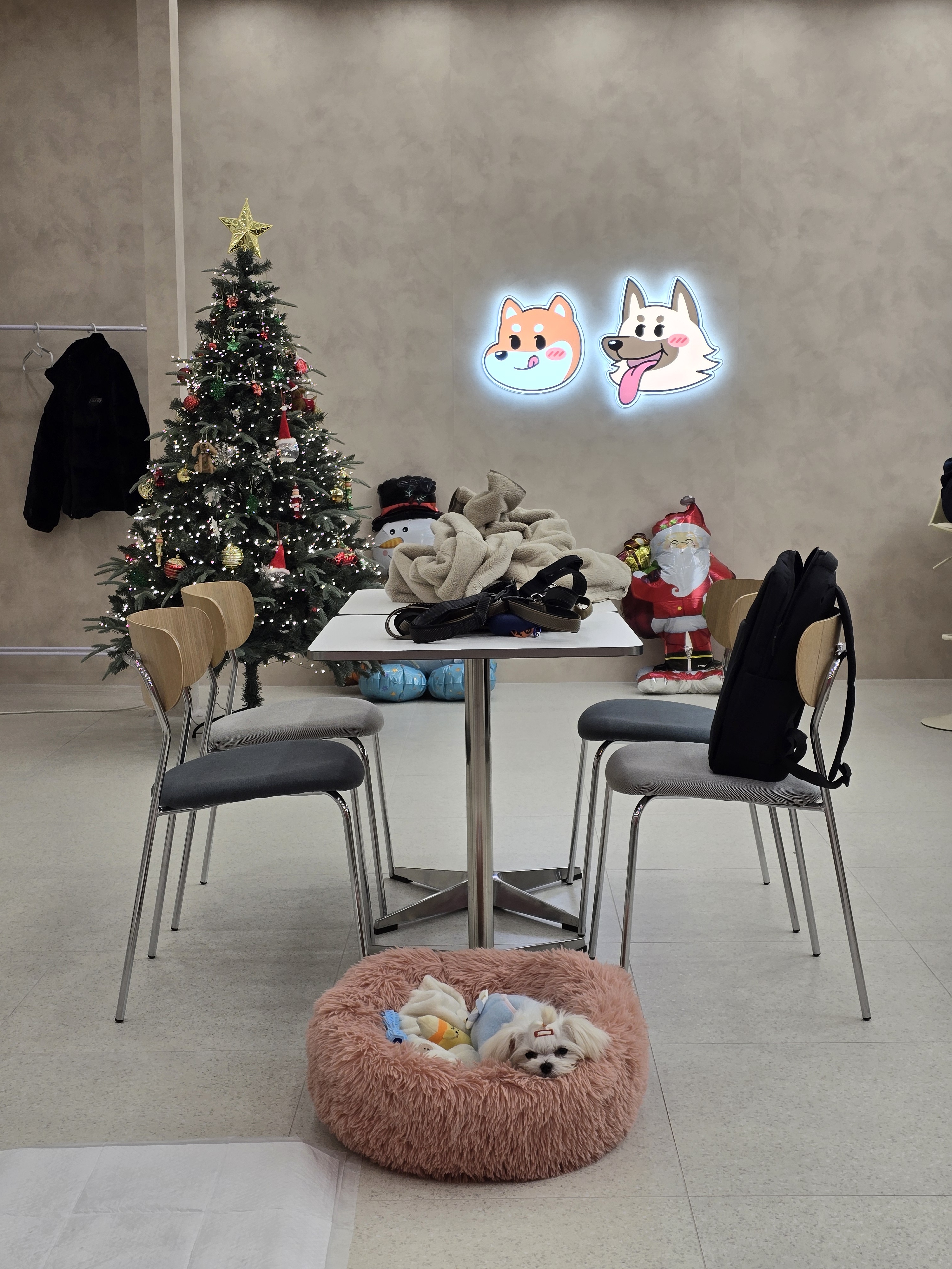 두류댕댕 대표 이미지
