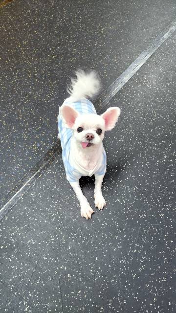 핑키펫 애견유치원&애견호텔 대표 이미지