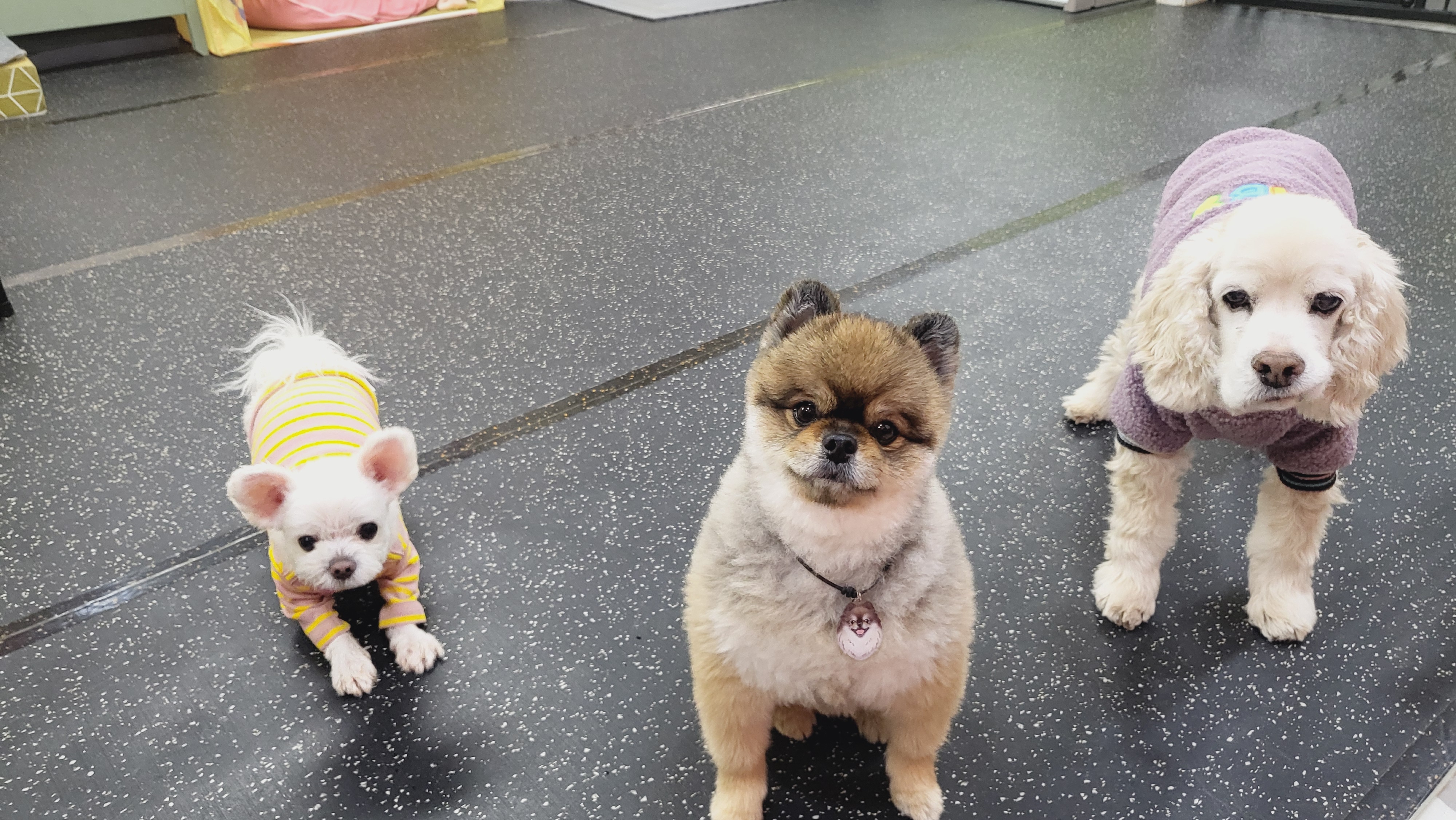 핑키펫 애견유치원&애견호텔 대표 이미지