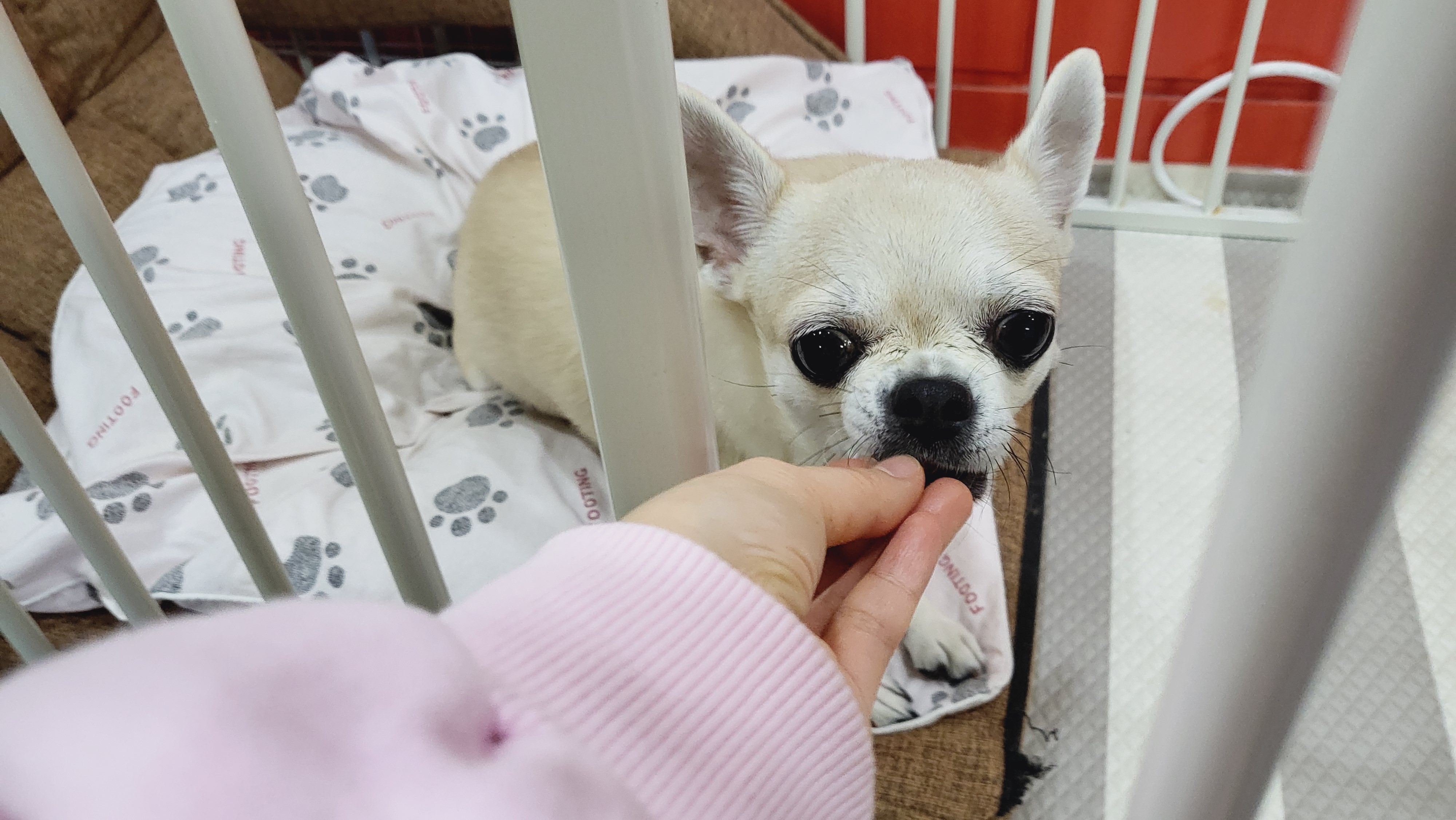 핑키펫 애견유치원&애견호텔 대표 이미지