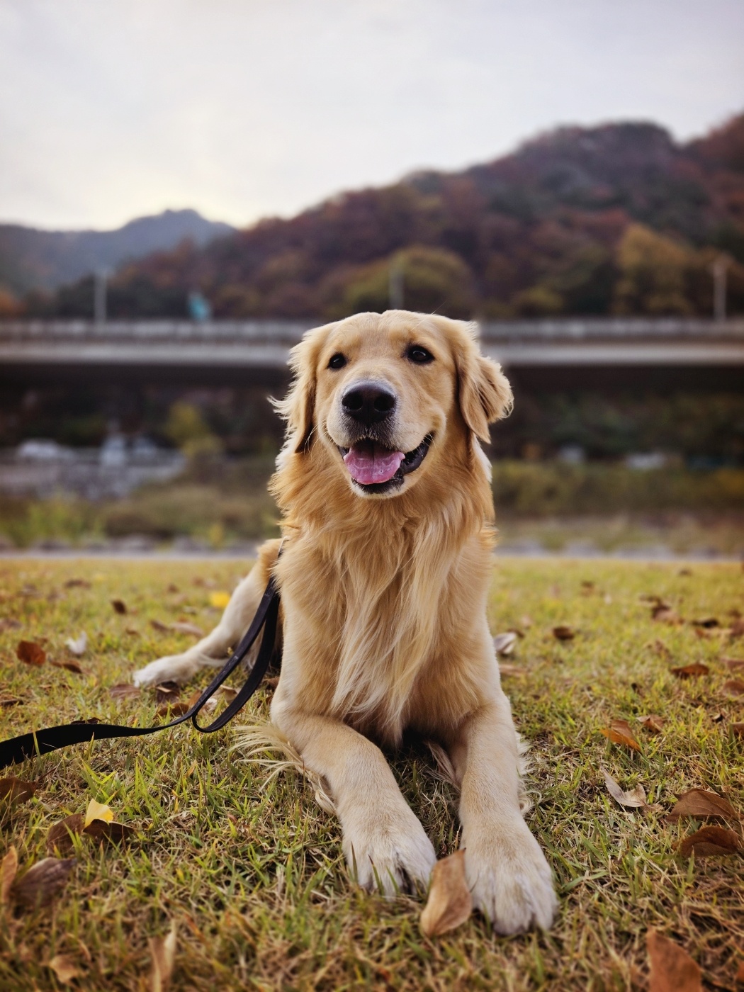 카멜커피 상도점 반려동물 동반 애견카페