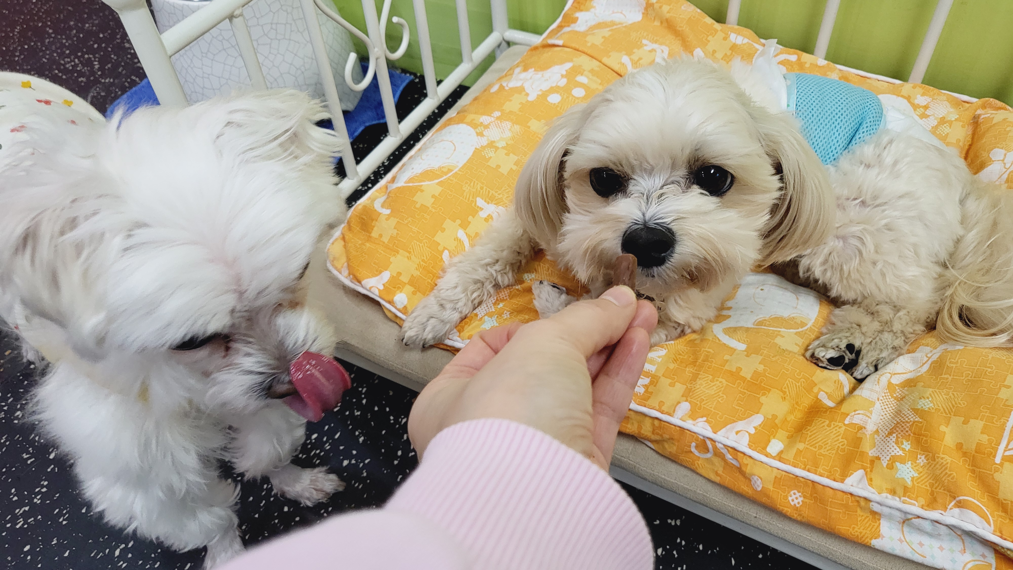 핑키펫 애견유치원&애견호텔 대표 이미지