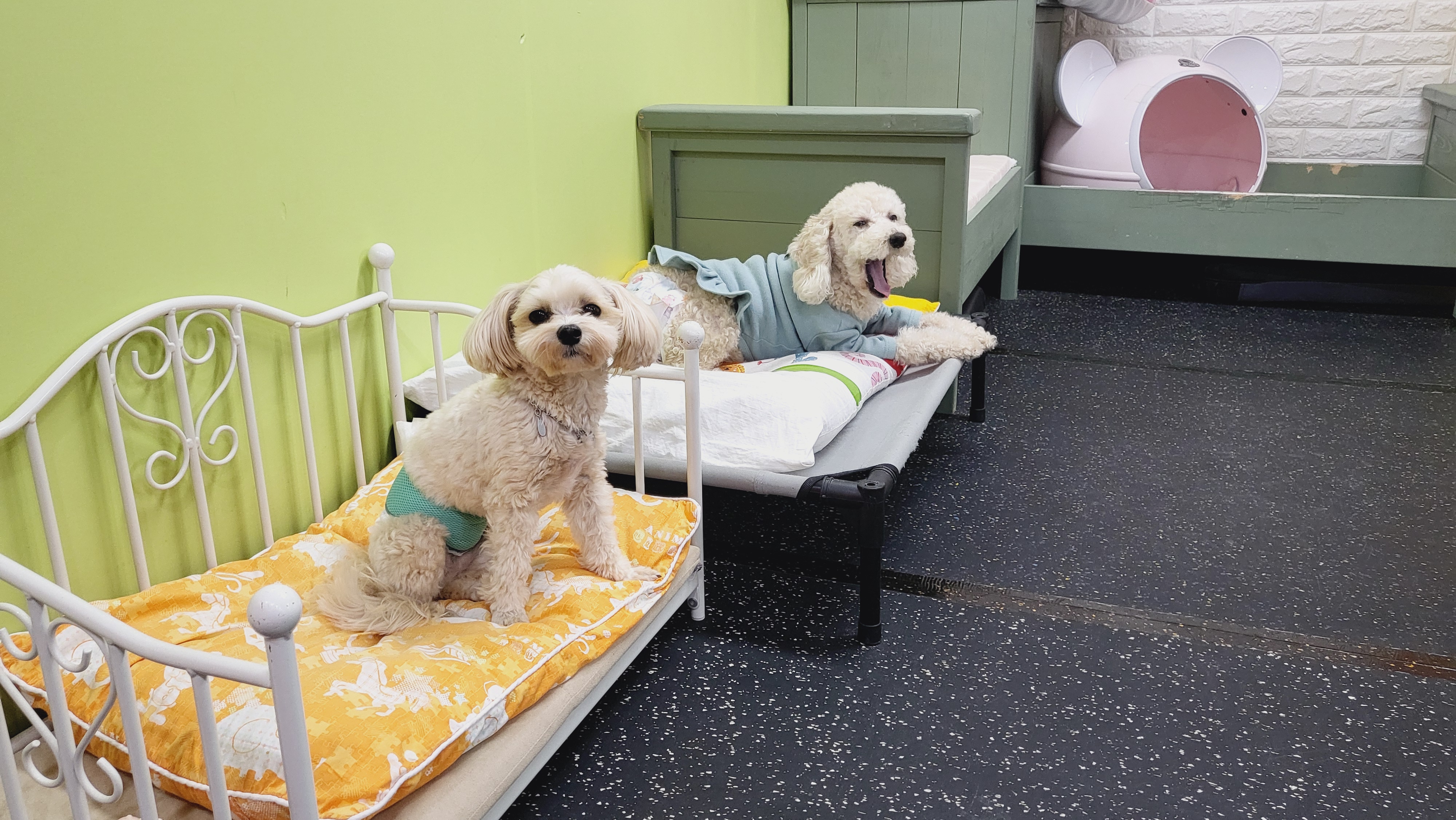 핑키펫 애견유치원&애견호텔 대표 이미지