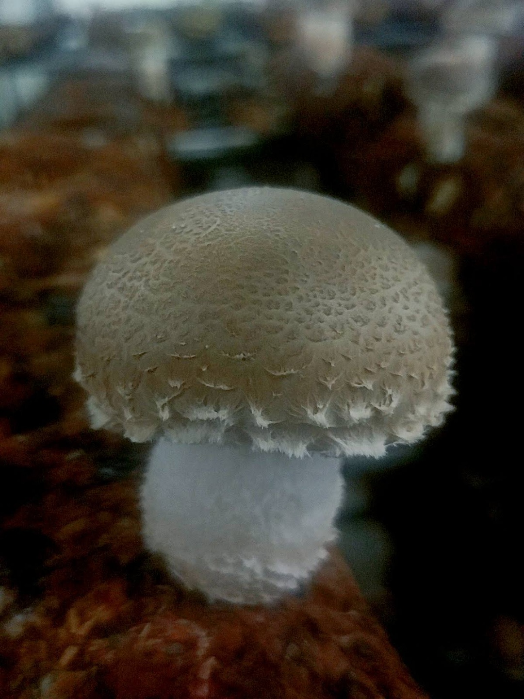 참벗