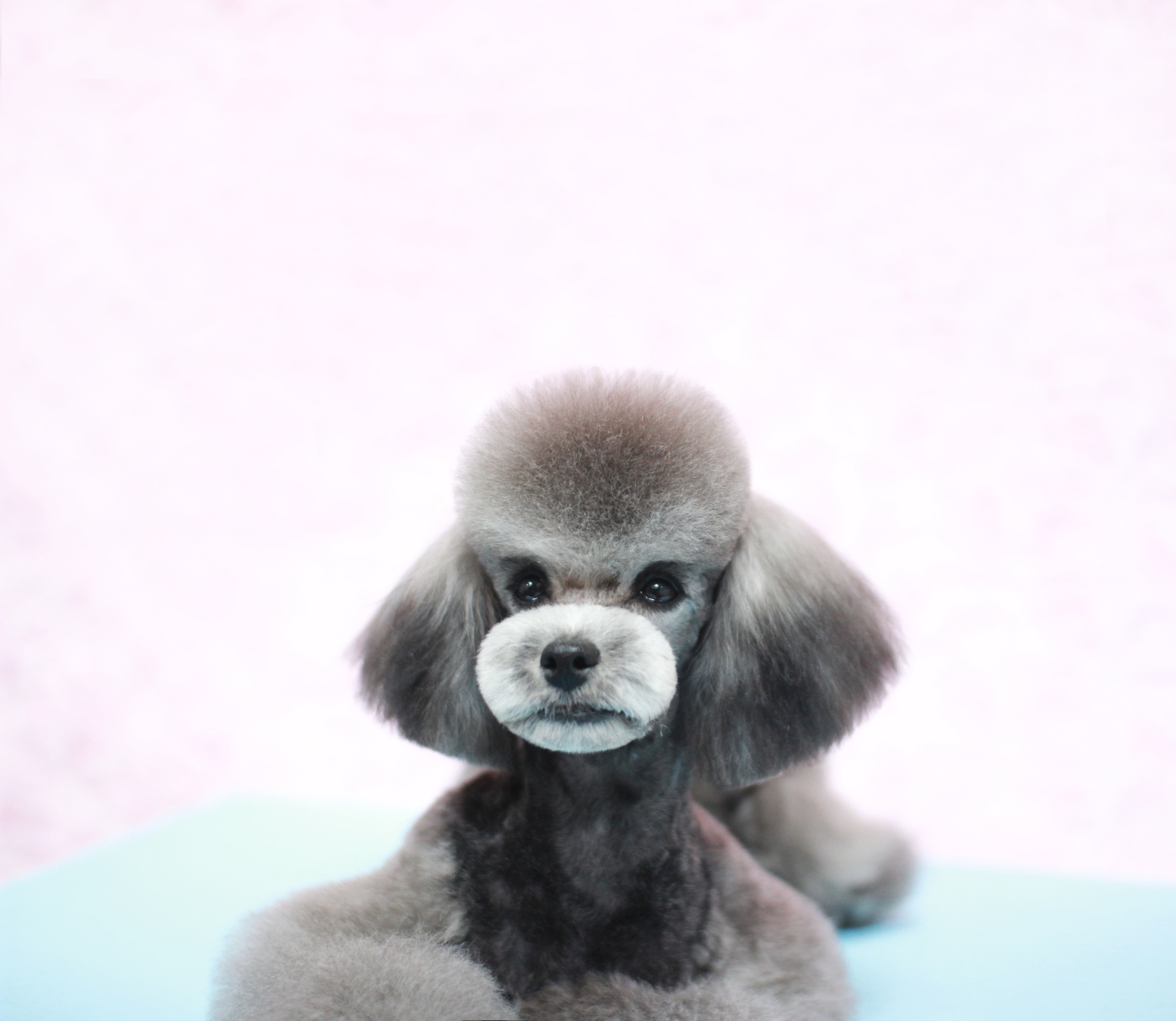 킴스애견미용학원 대표 이미지