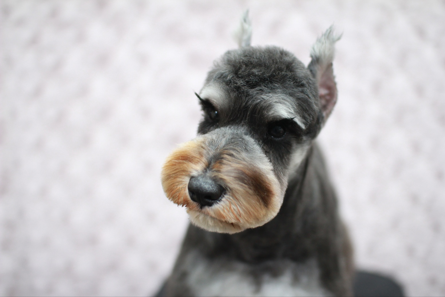 킴스애견미용학원 대표 이미지