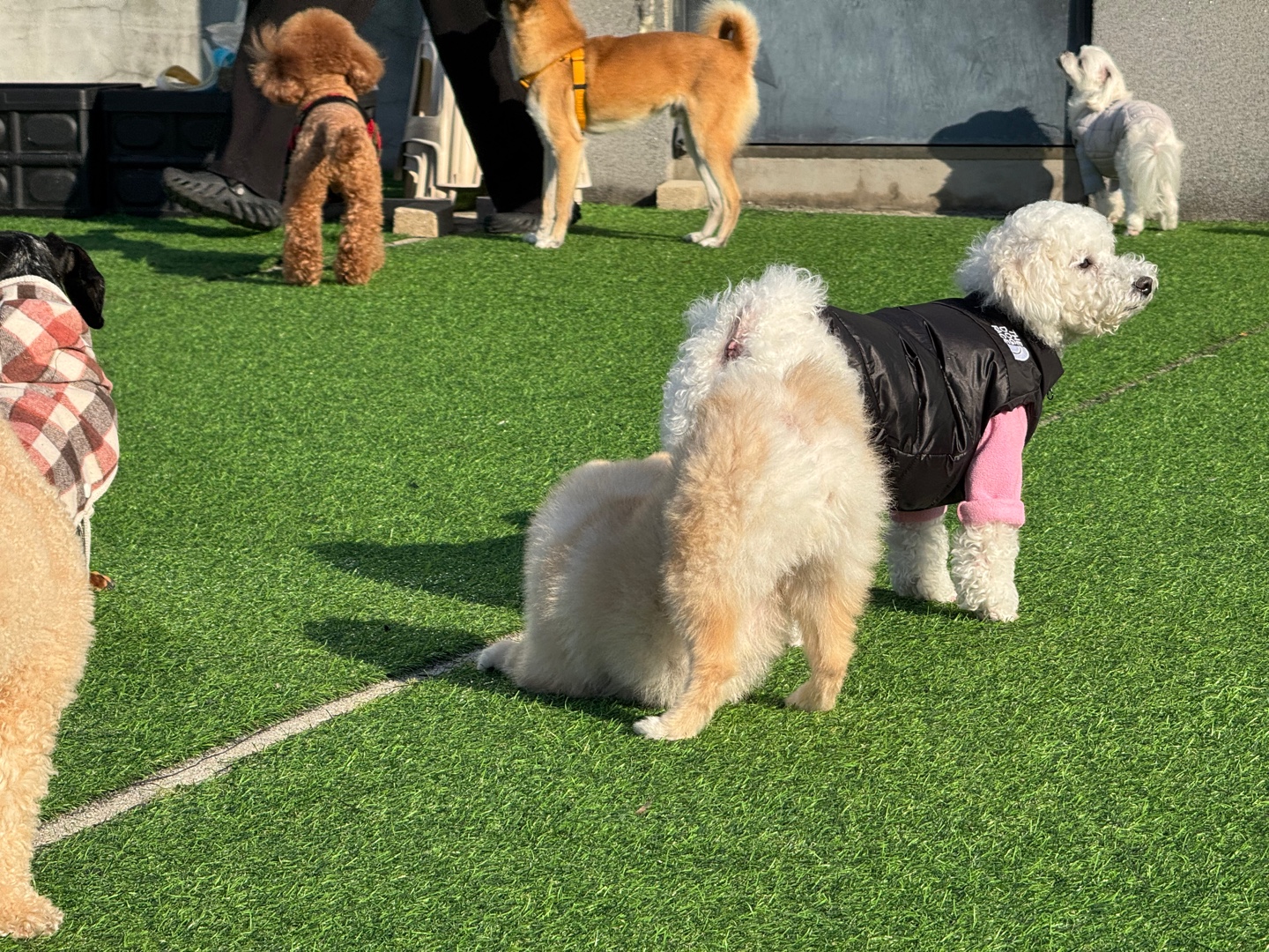 전주애견유치원 멍스쿨 대표 이미지