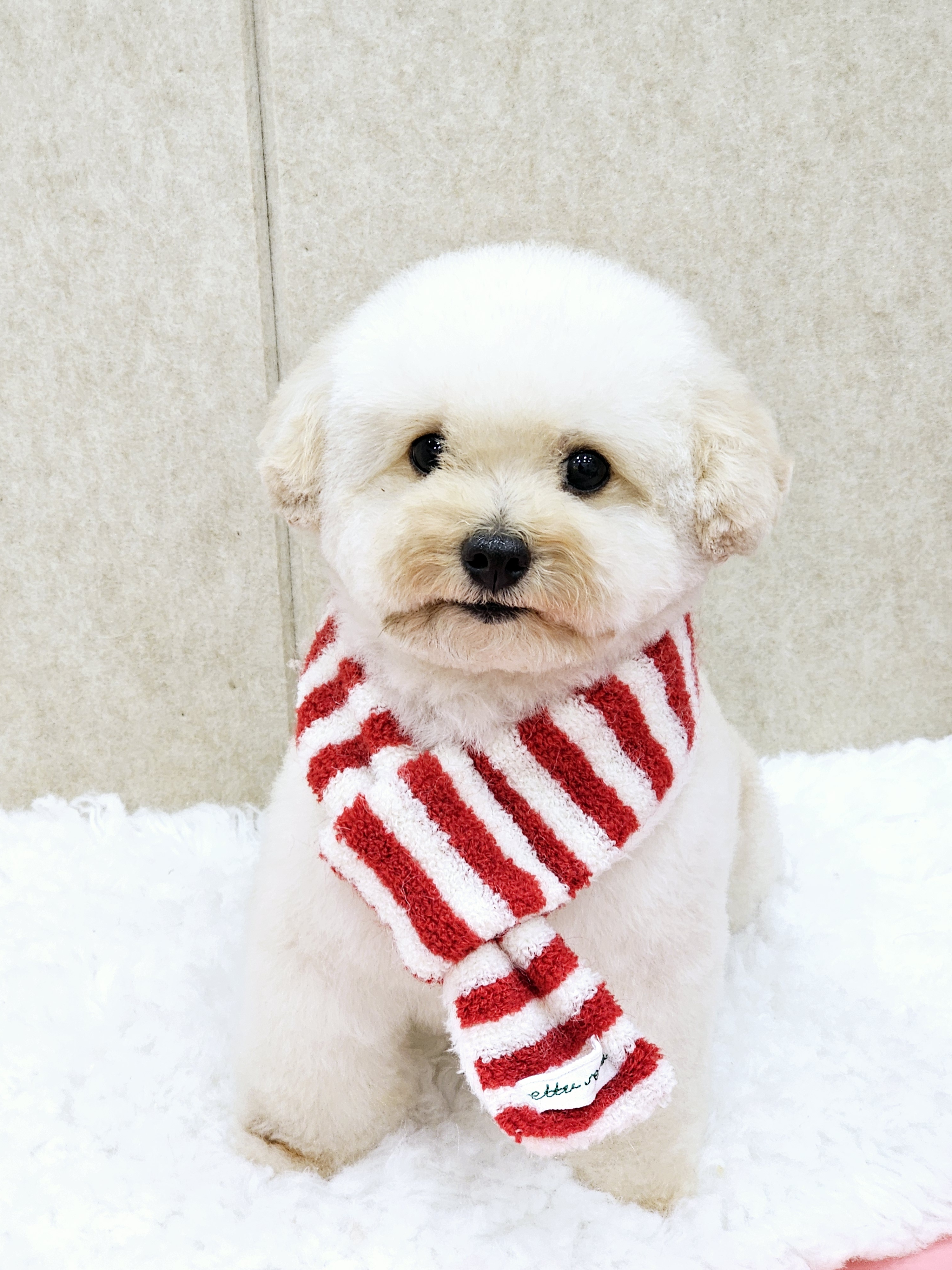 삐삐앤몽 대표 이미지