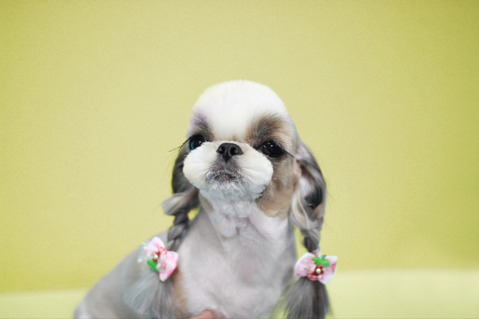 킴스애견미용학원 이미지