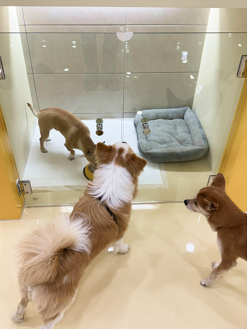 펫대손손 애견유치원&호텔 대표 이미지