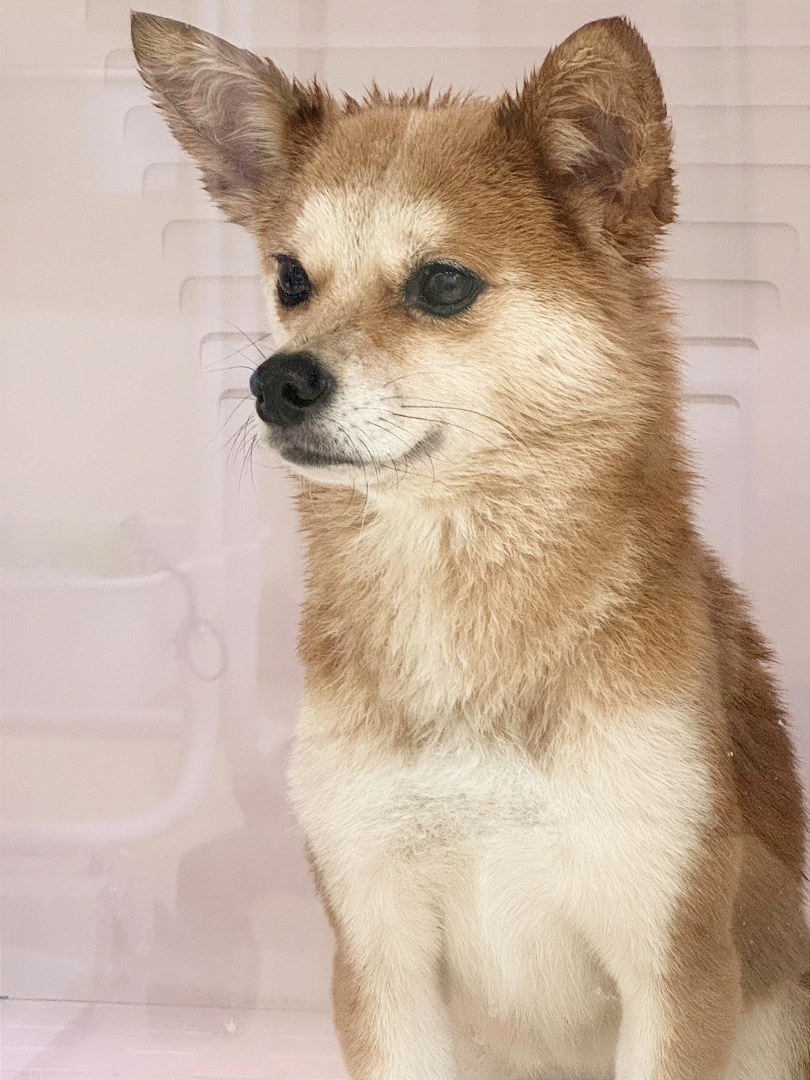 펫대손손 애견유치원&호텔 대표 이미지