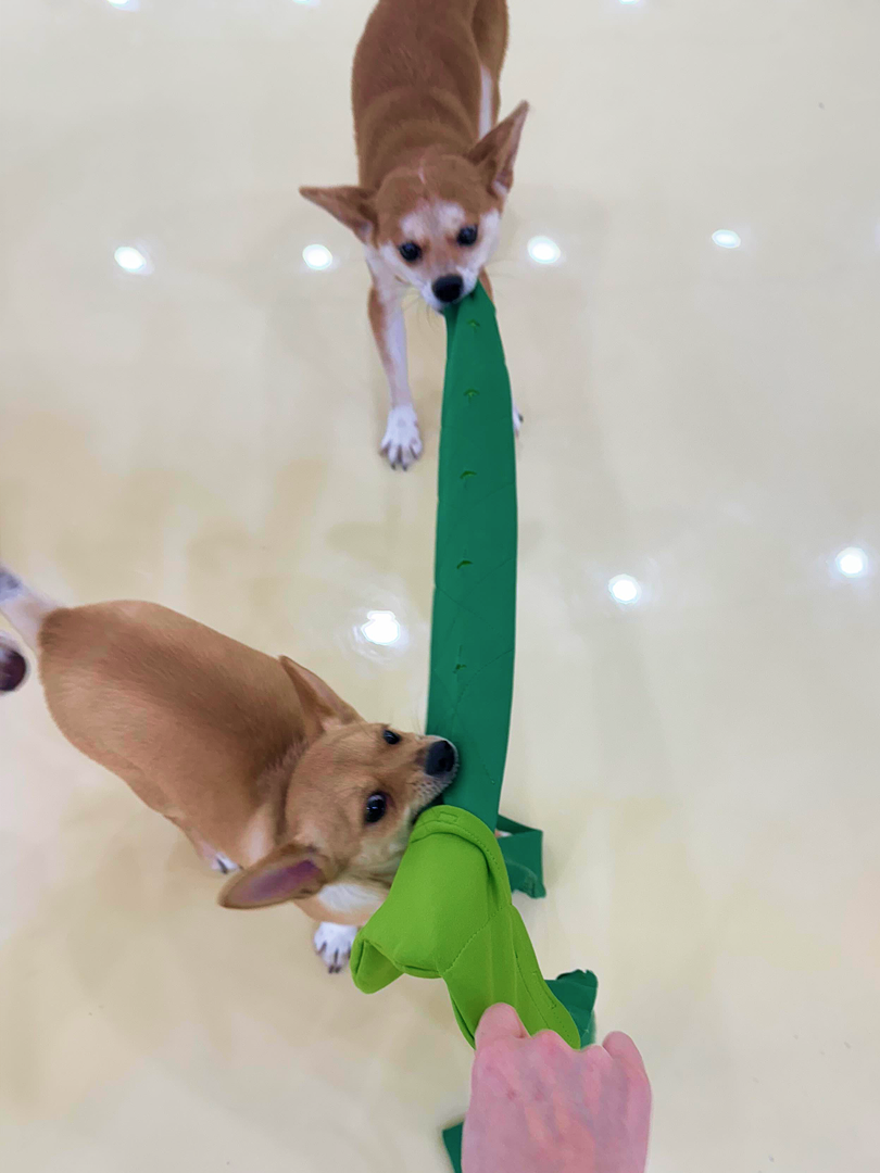 펫대손손 대표 이미지