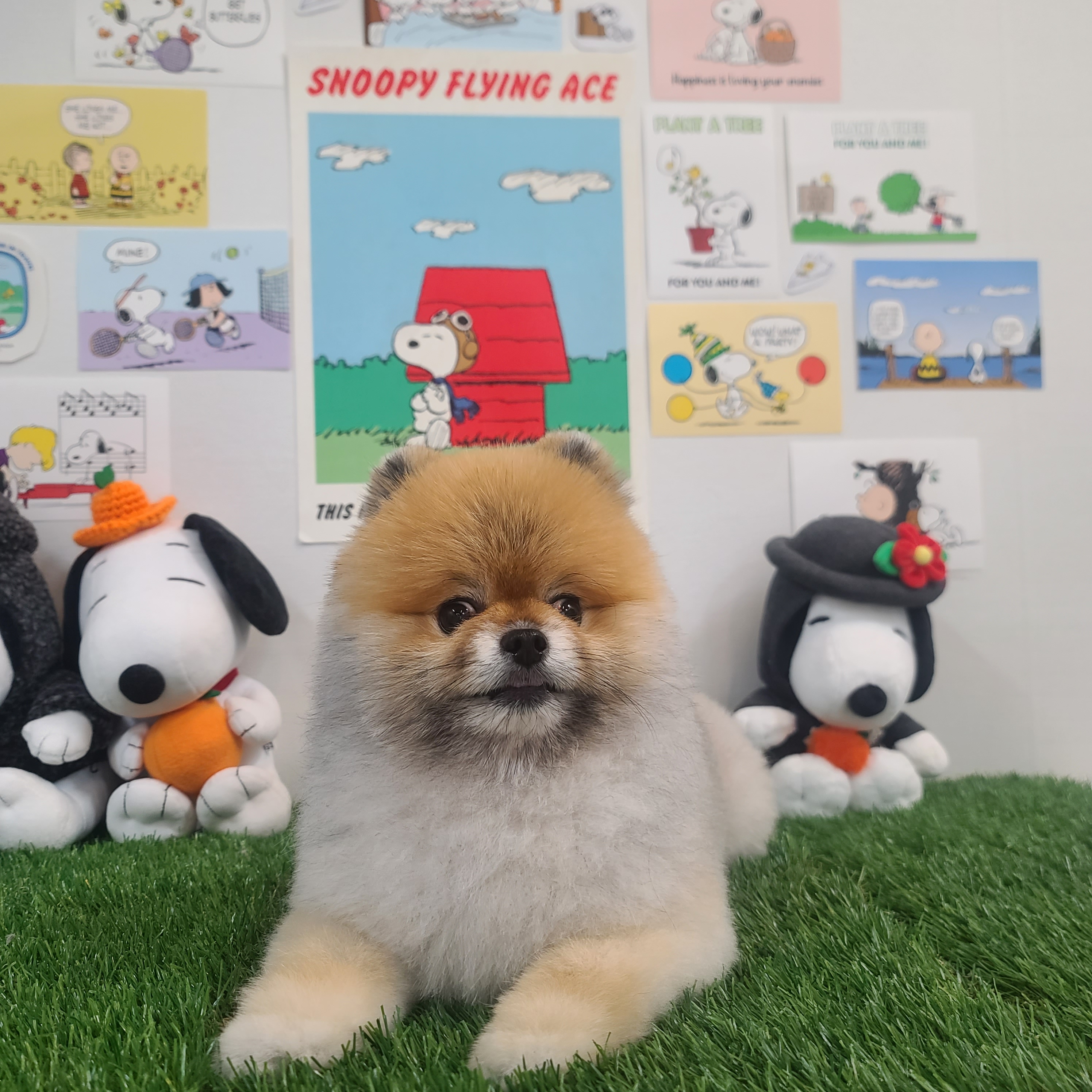 펫클래식 대표 이미지