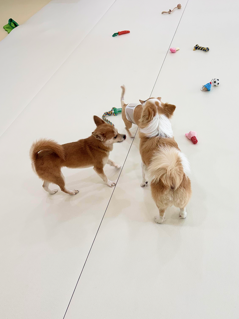 펫대손손 애견유치원&호텔 대표 이미지