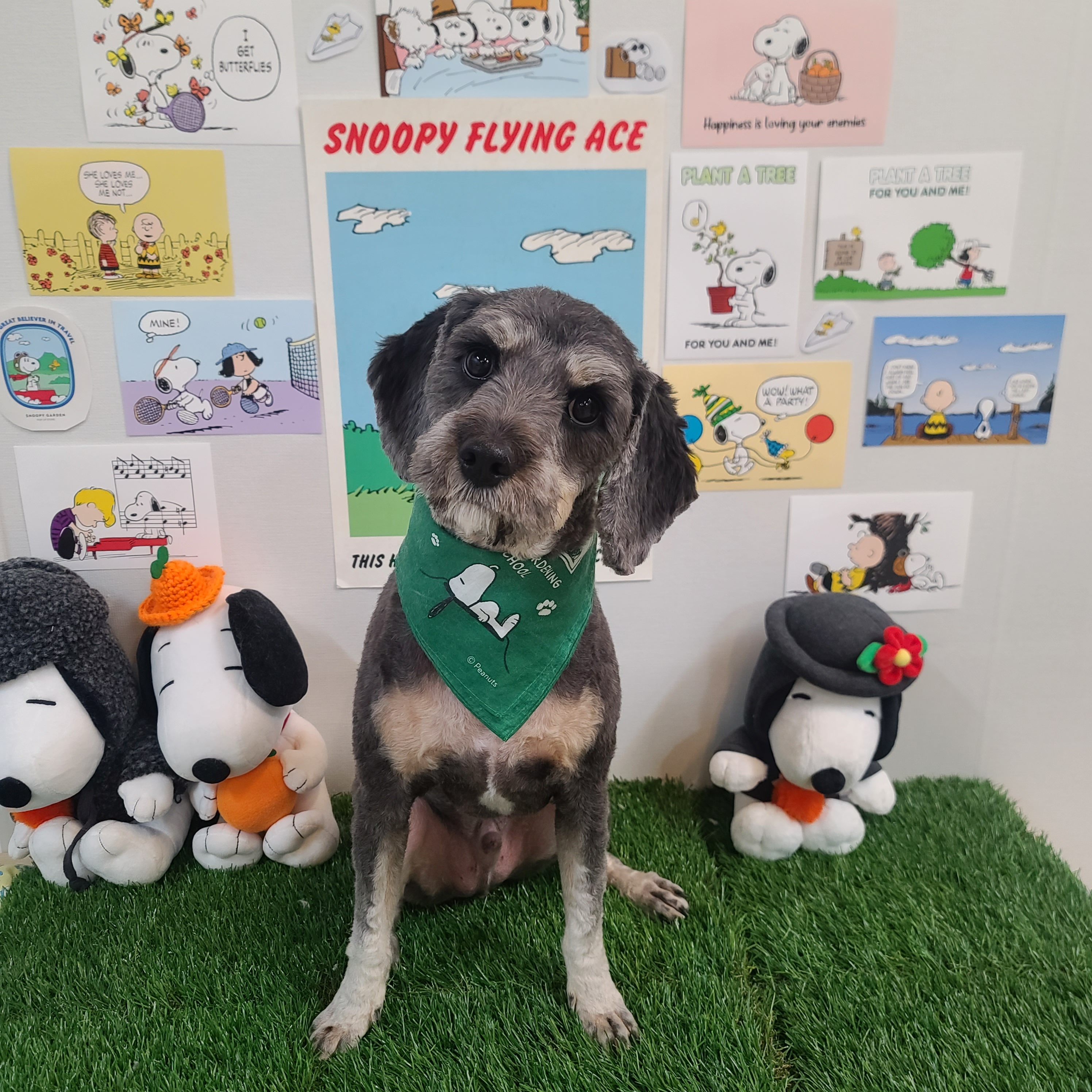 펫클래식 대표 이미지