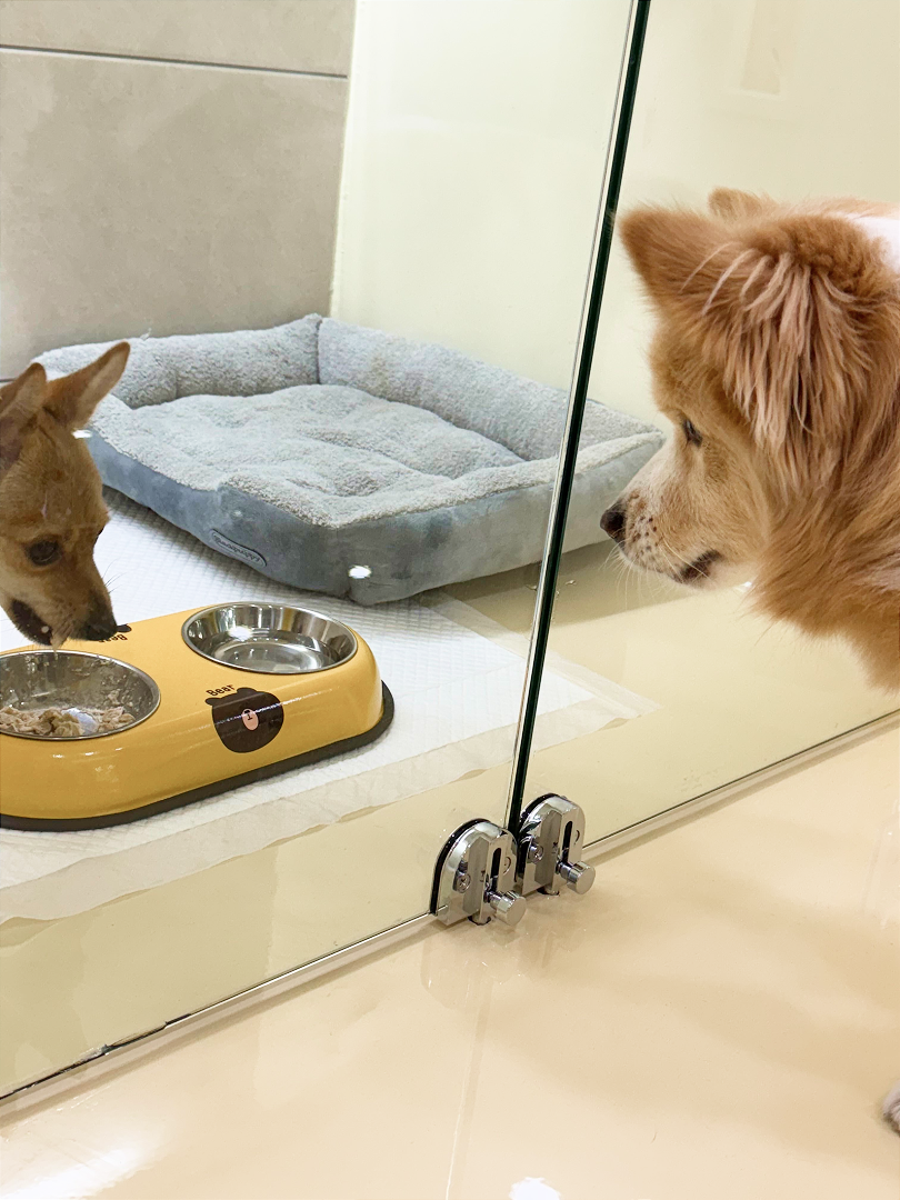 펫대손손 대표 이미지