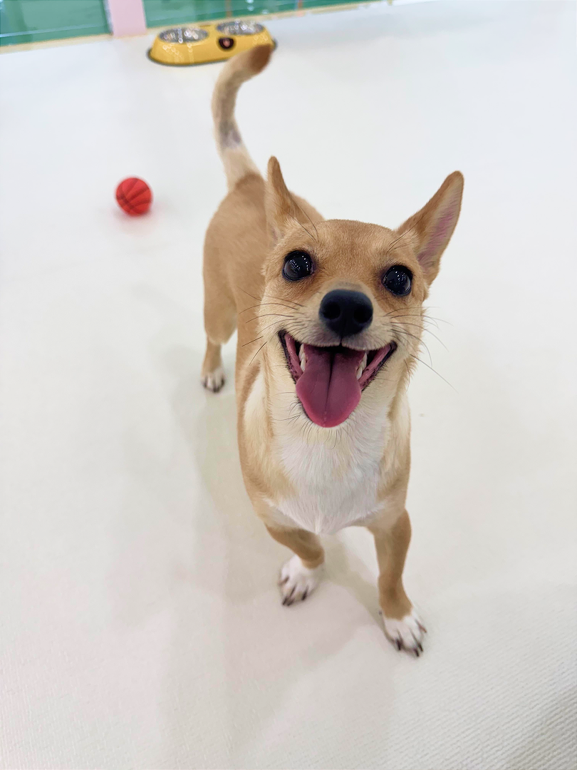 펫대손손 대표 이미지