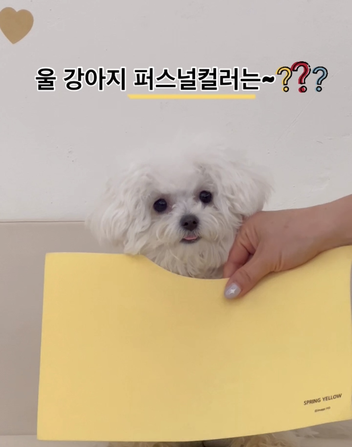 강놀애견유치원 대표 이미지