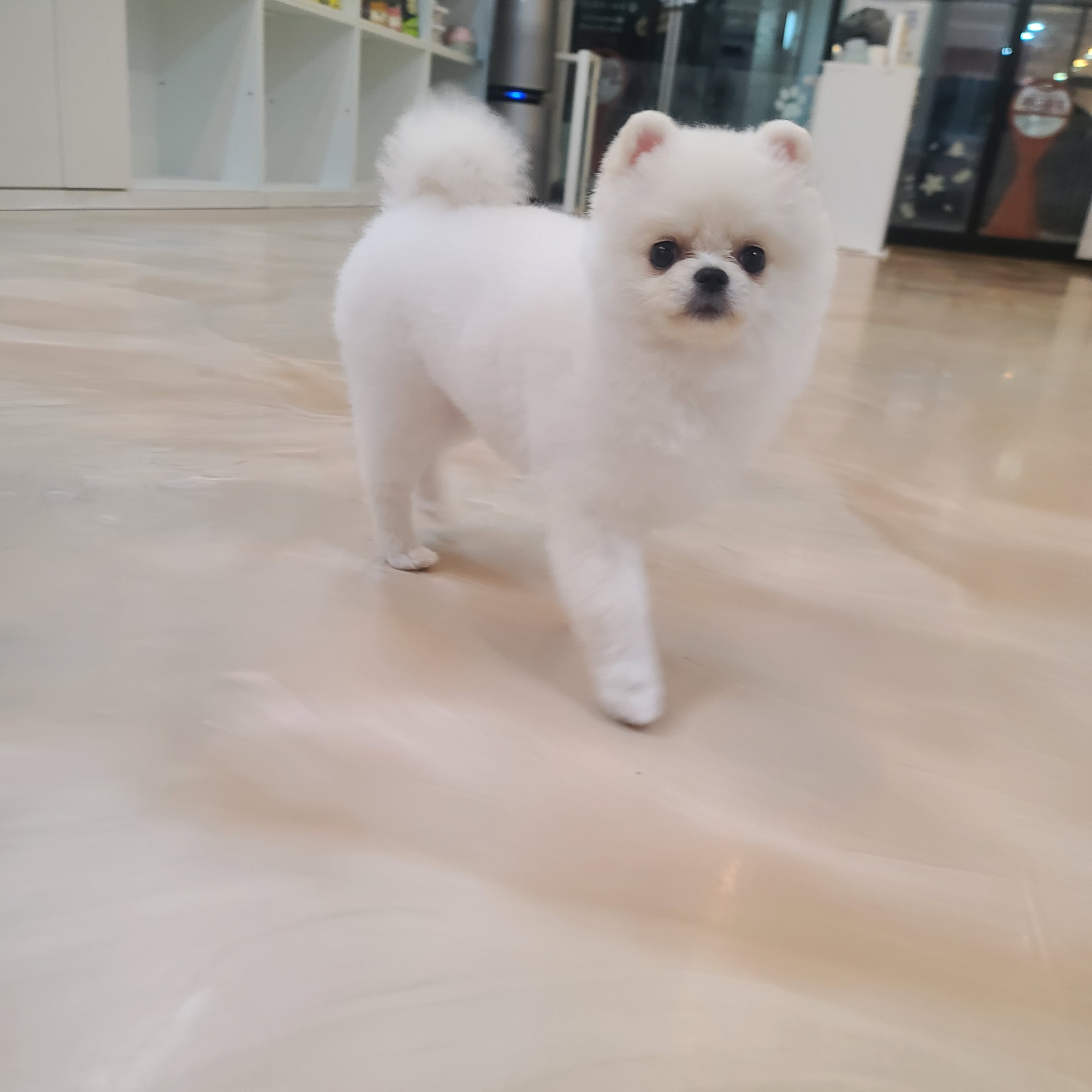 펫클래식 대표 이미지