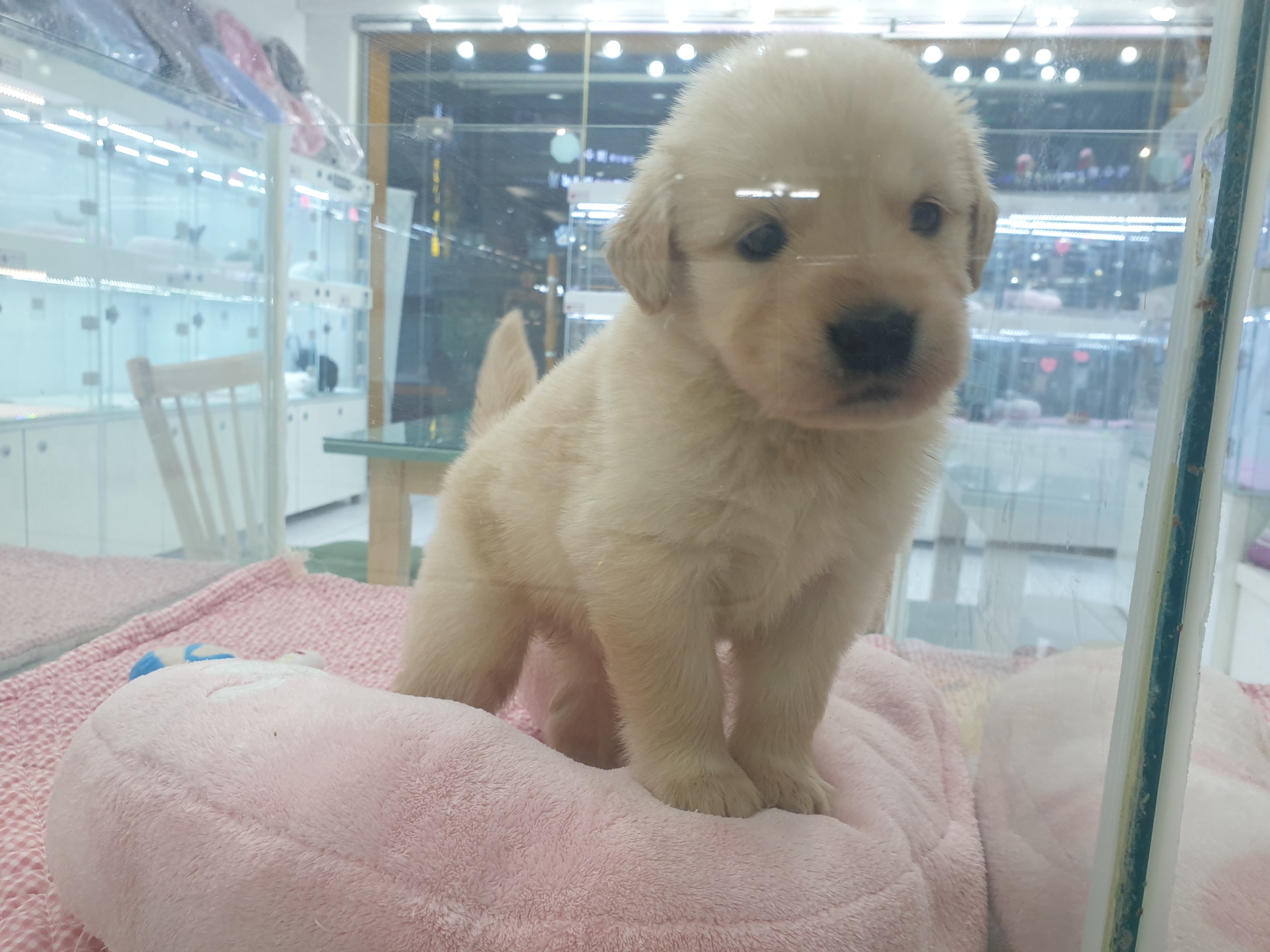 강아지 대통령 대표 이미지